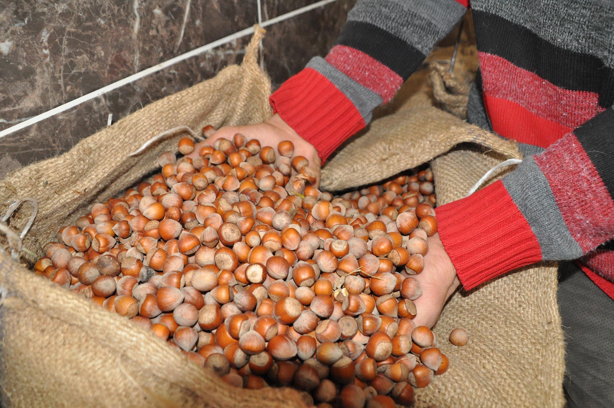 Fındık üreticisine 854 milyon TL alan bazlı destek