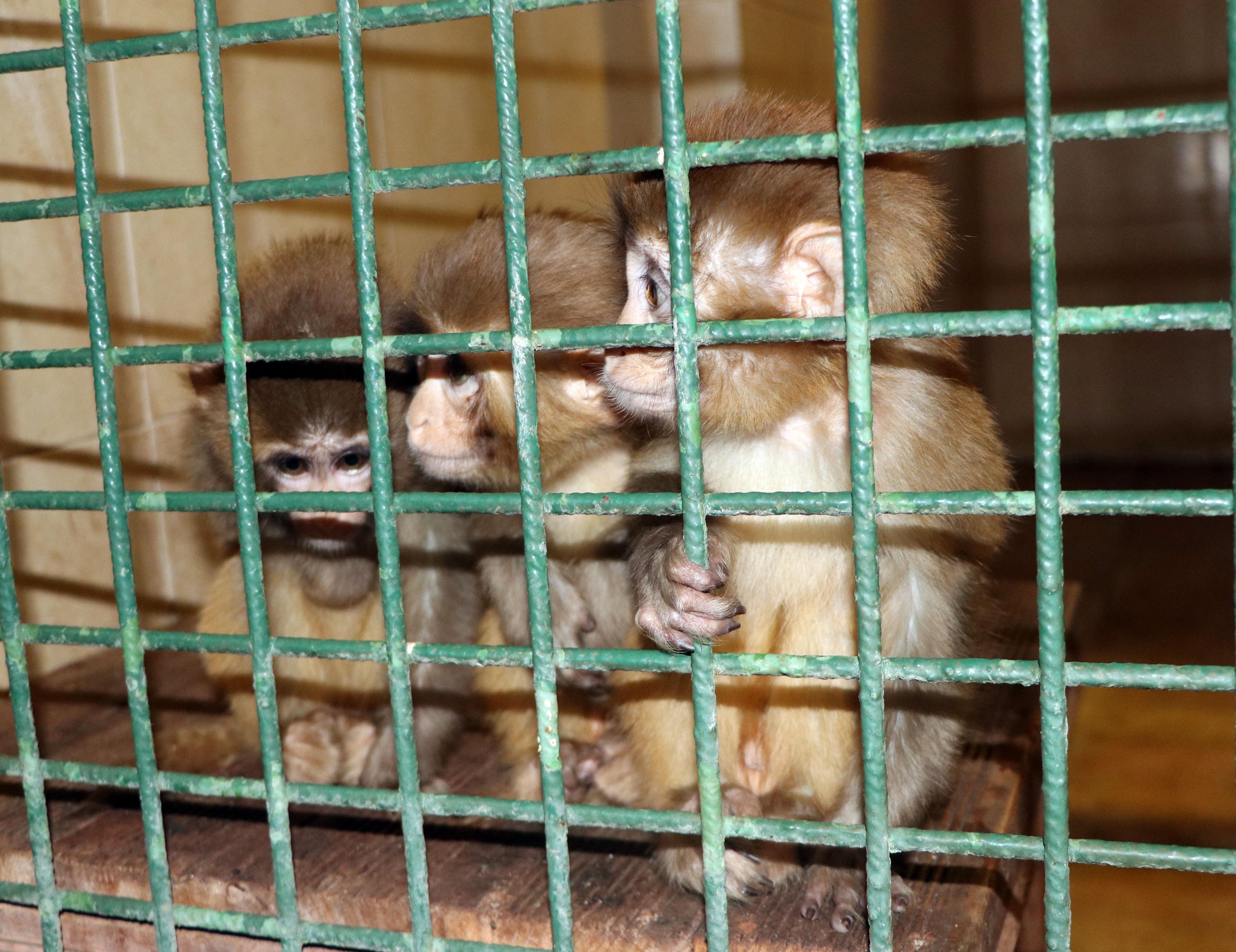 Sınırda ele geçirilen 12 maymunu, bakıcıları elleriyle besliyor