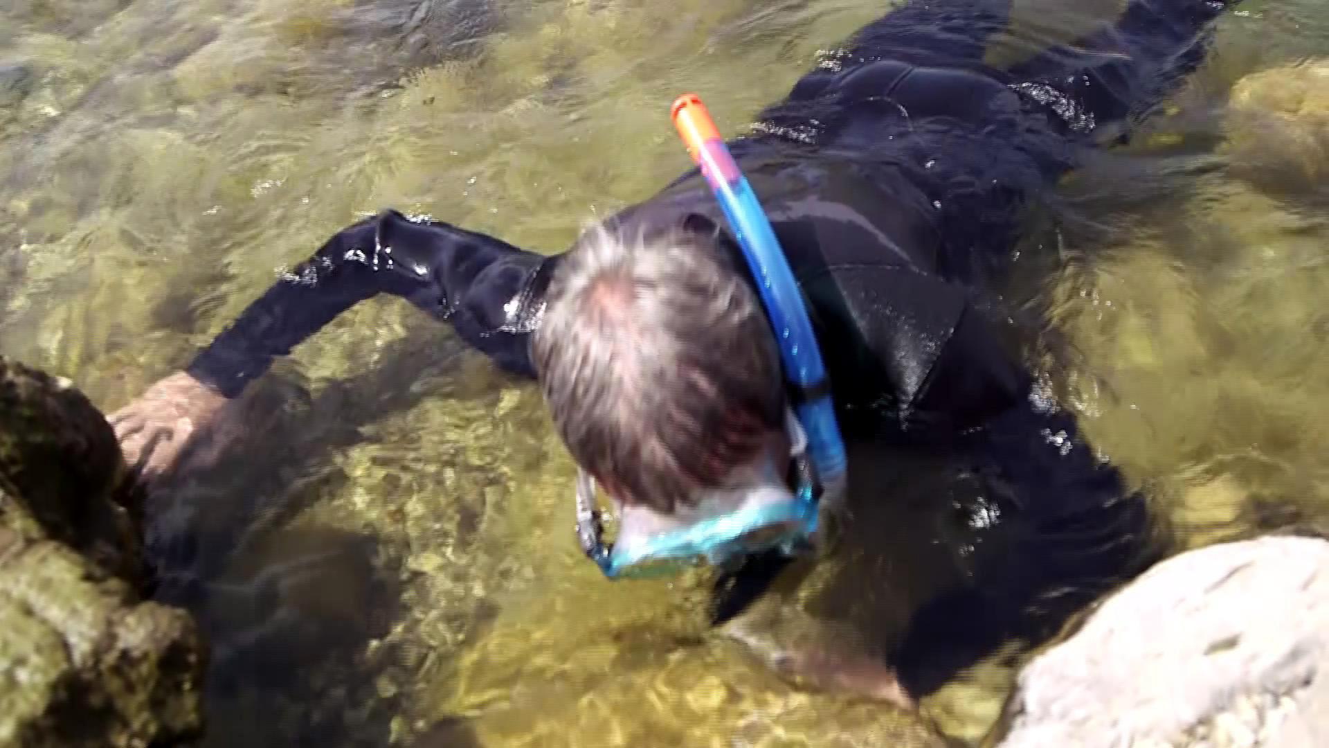 Beylikdüzü’nde nesli tükenmek üzere olan Fırat Kaplumbağası bulundu