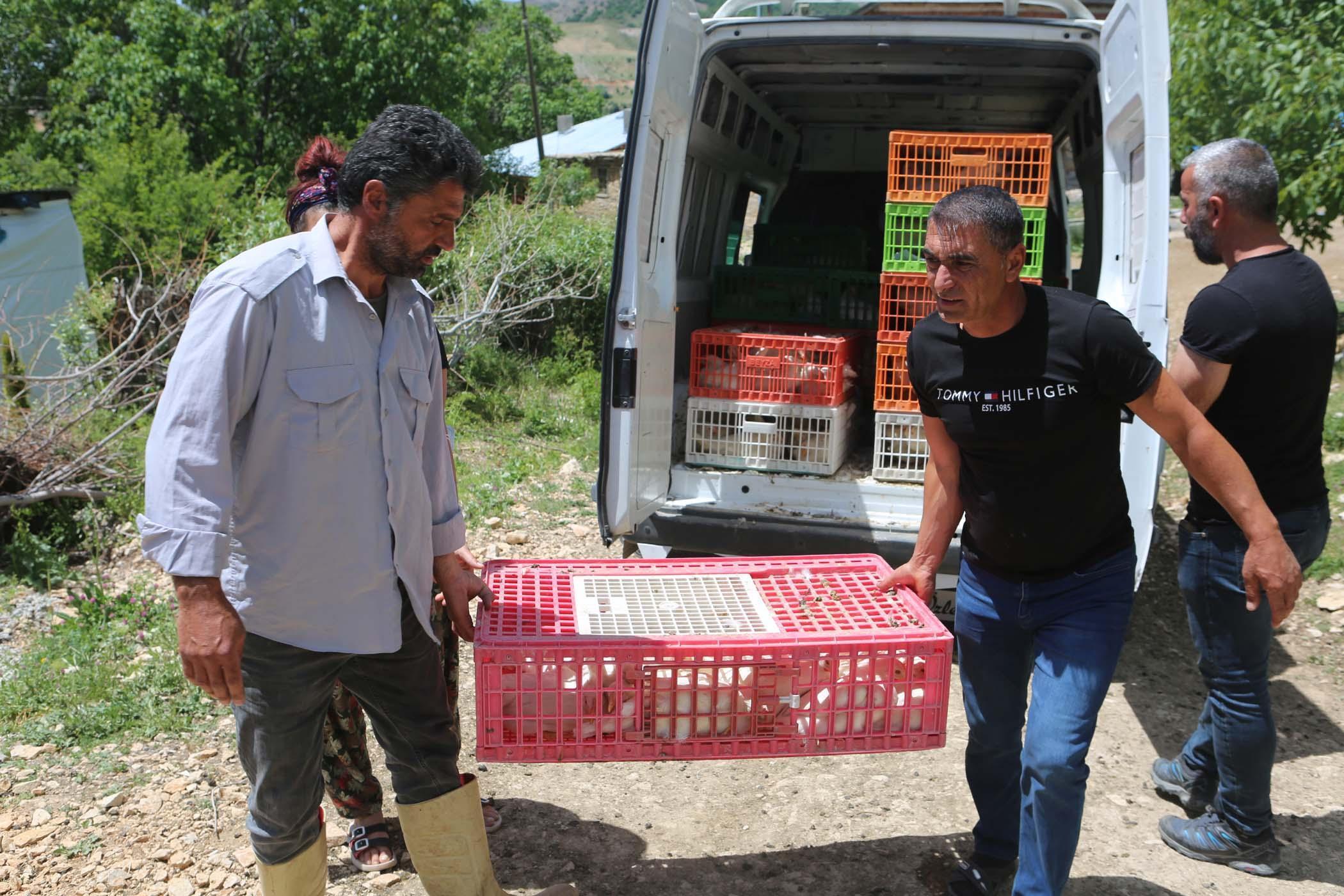 Köy köy gezip canlı tavuk dağıttılar