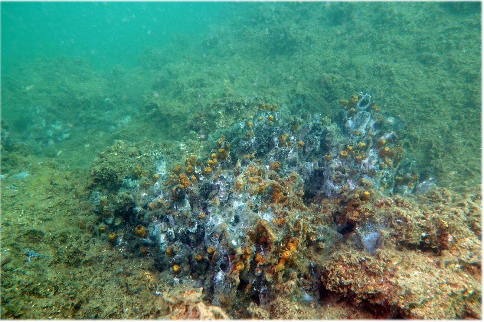 Salya ölçüm cihazlarına bile engel oldu... Prof.Dr. Sarı: Kırmızı mercan yatakları da ölmeye başladı