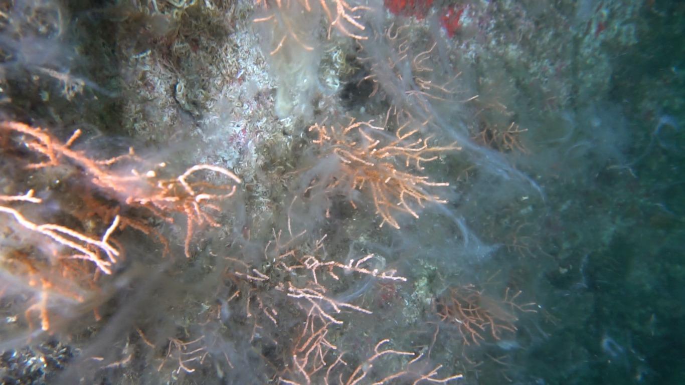 Salya ölçüm cihazlarına bile engel oldu... Prof.Dr. Sarı: Kırmızı mercan yatakları da ölmeye başladı