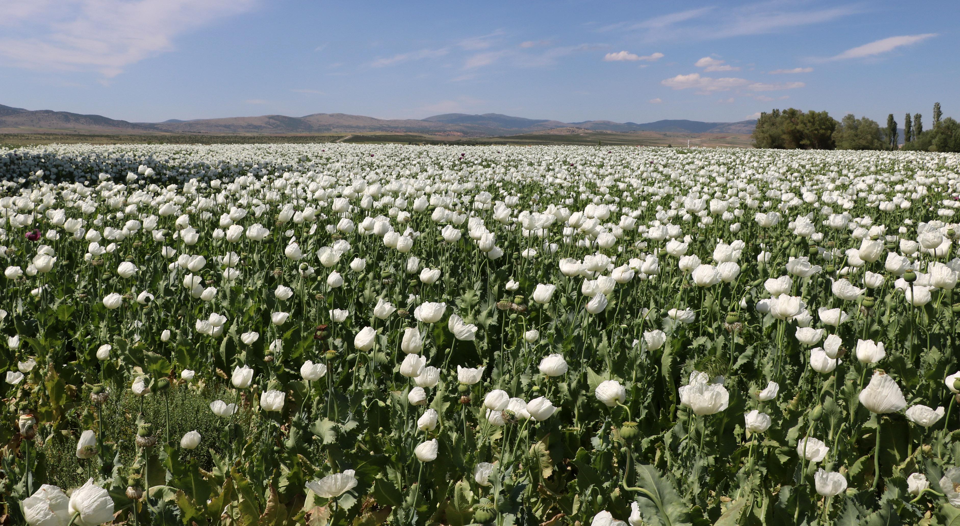 Haşhaş çiçekleriyle Afyon Ovası gelinlik giydi