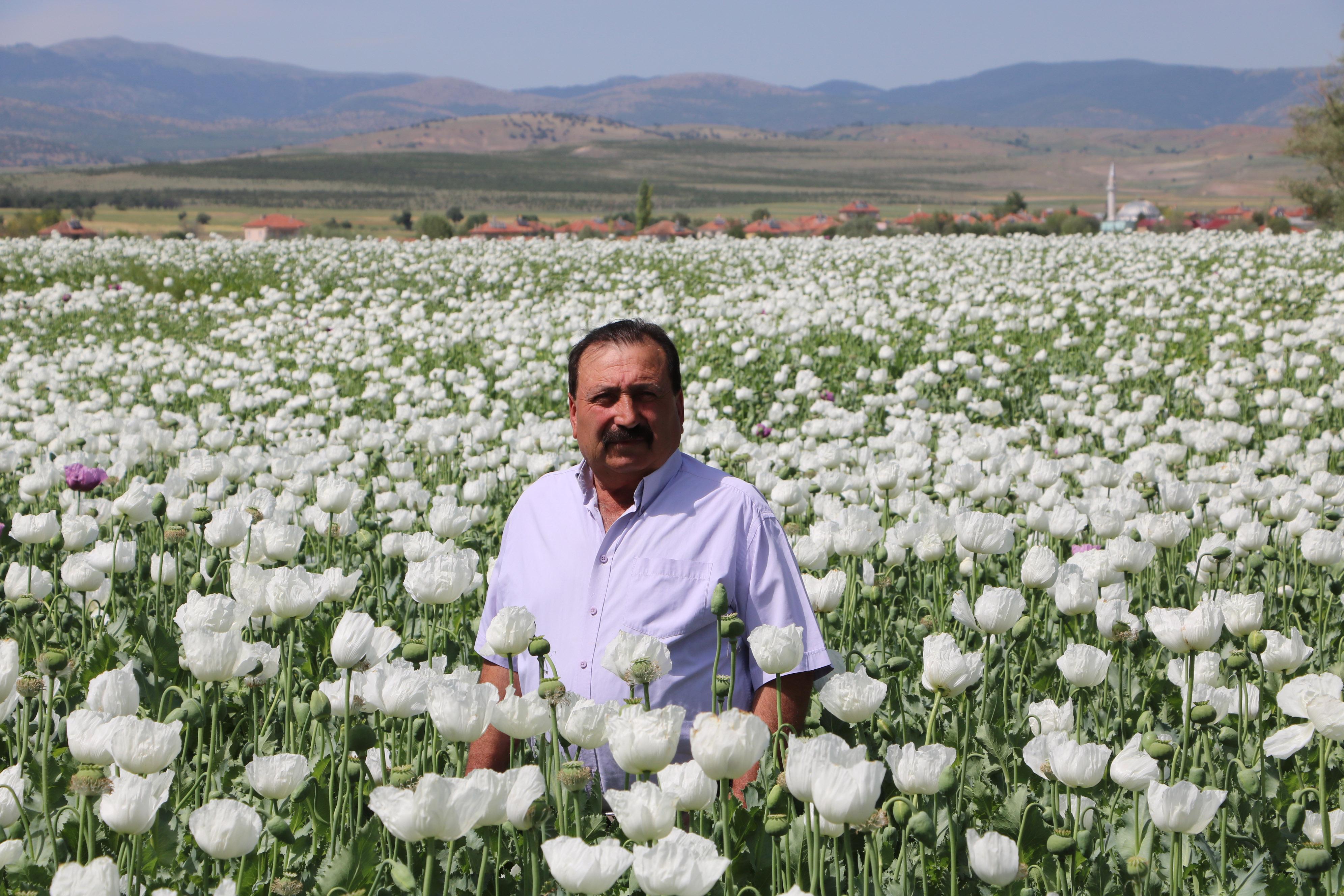 Haşhaş çiçekleriyle Afyon Ovası gelinlik giydi