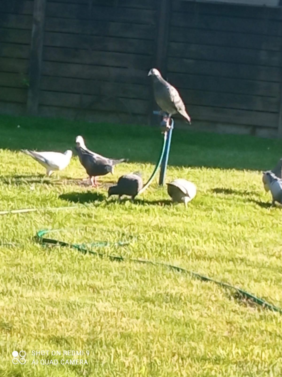 Posta güvercini, Berlindeki Türk dönercide mola verdi