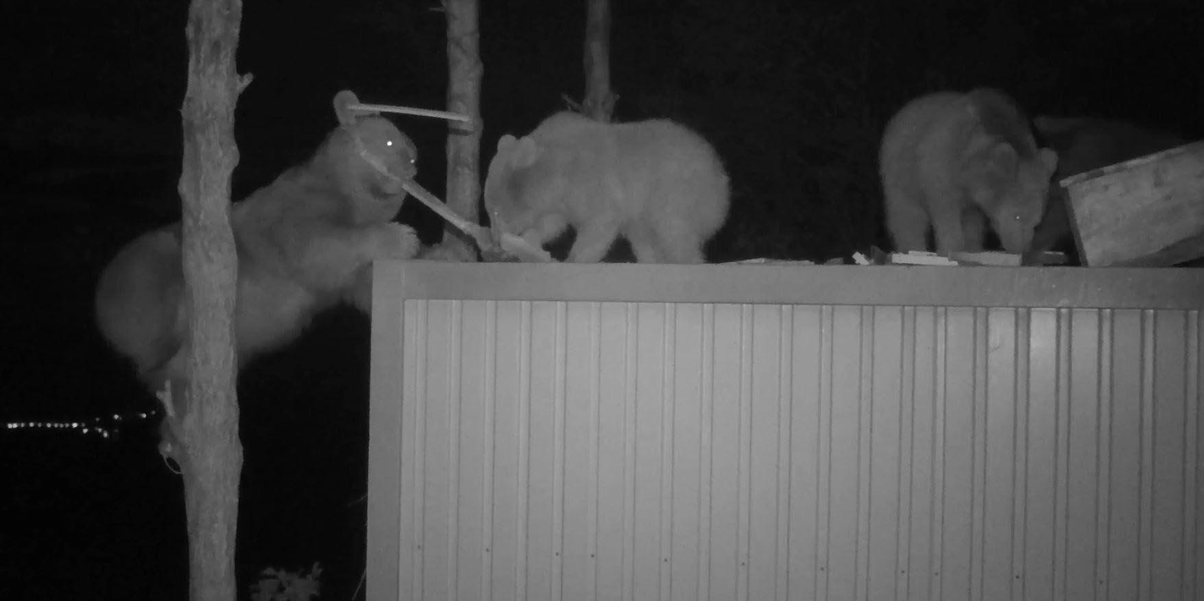 Prof. Dr. Başkaya: Sayıları artan ayılar insana yönelecek, önlem alınmalı