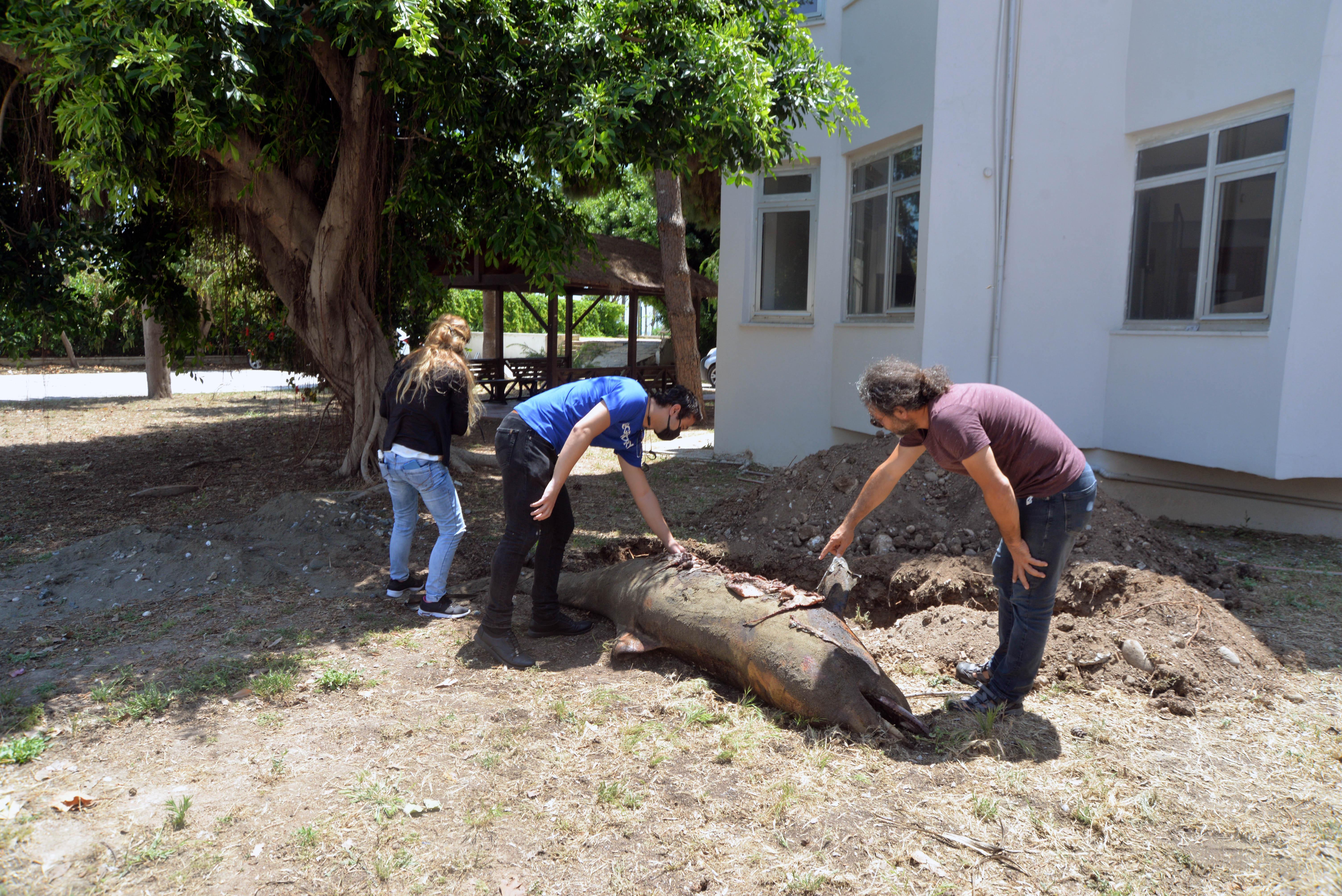 Mersinde sahile ölü yunus vurdu