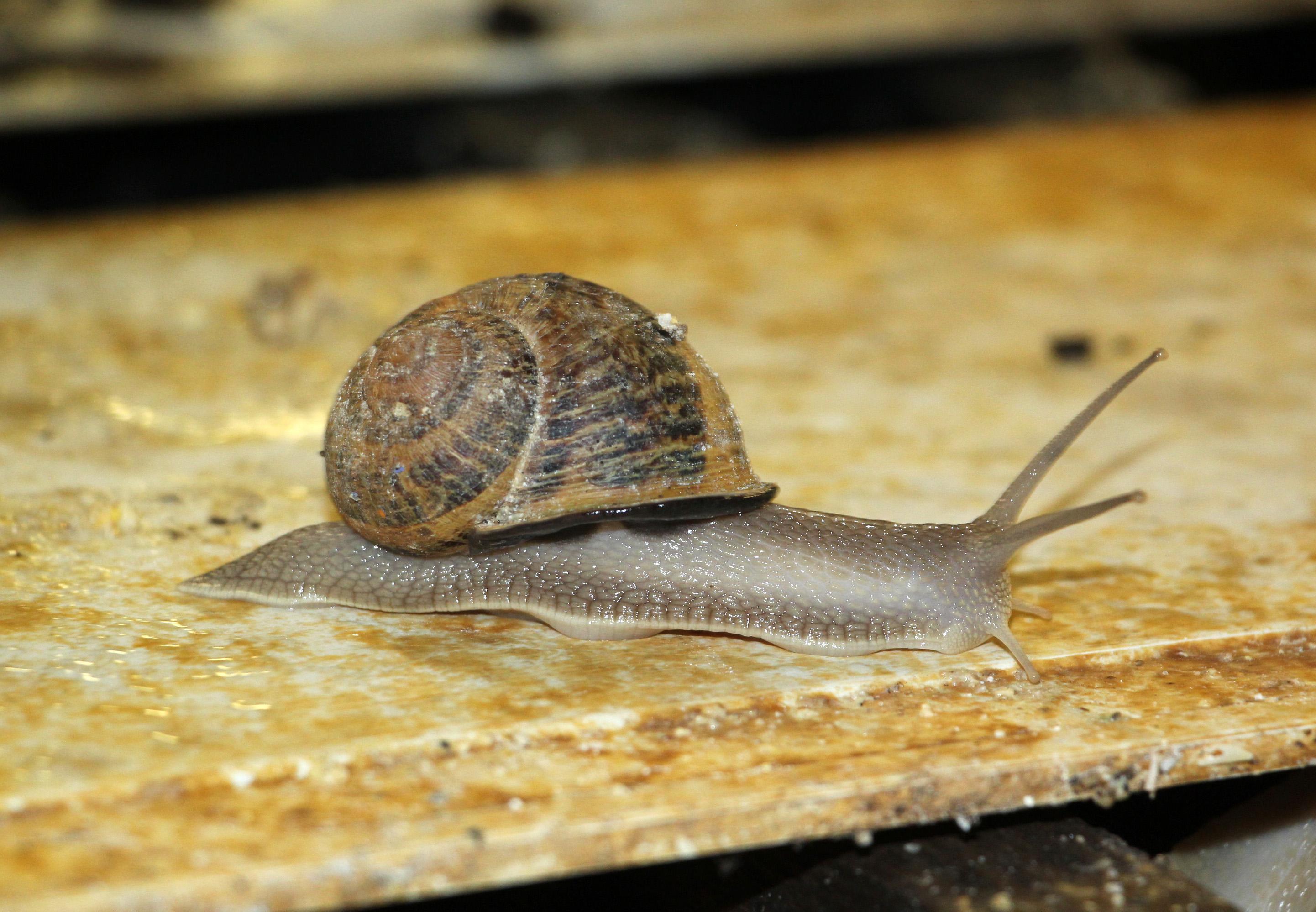 Salyangoz çiftliklerine ilk adım