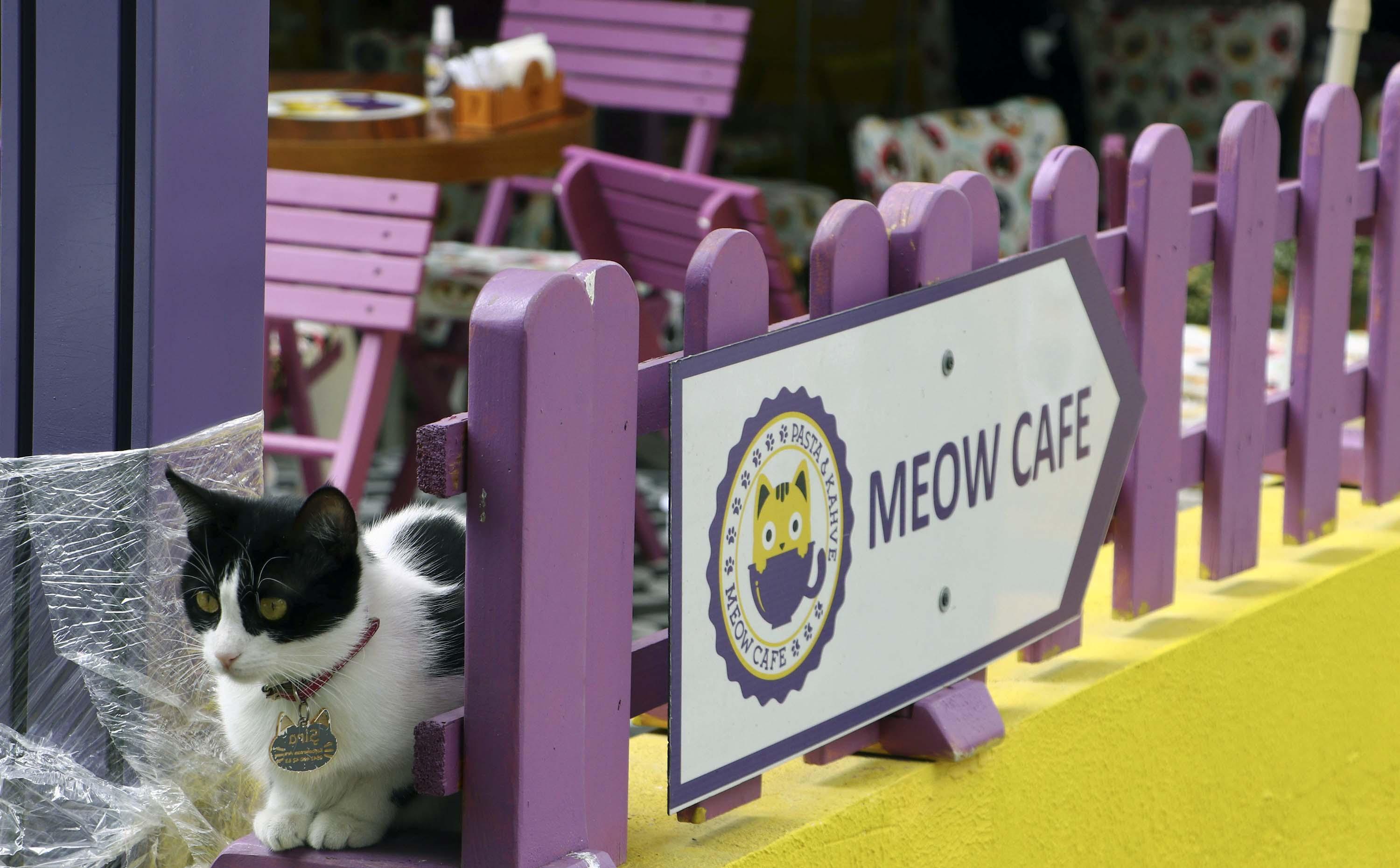 Ankaranın ilk kedi kafesi yeniden kapılarını açtı