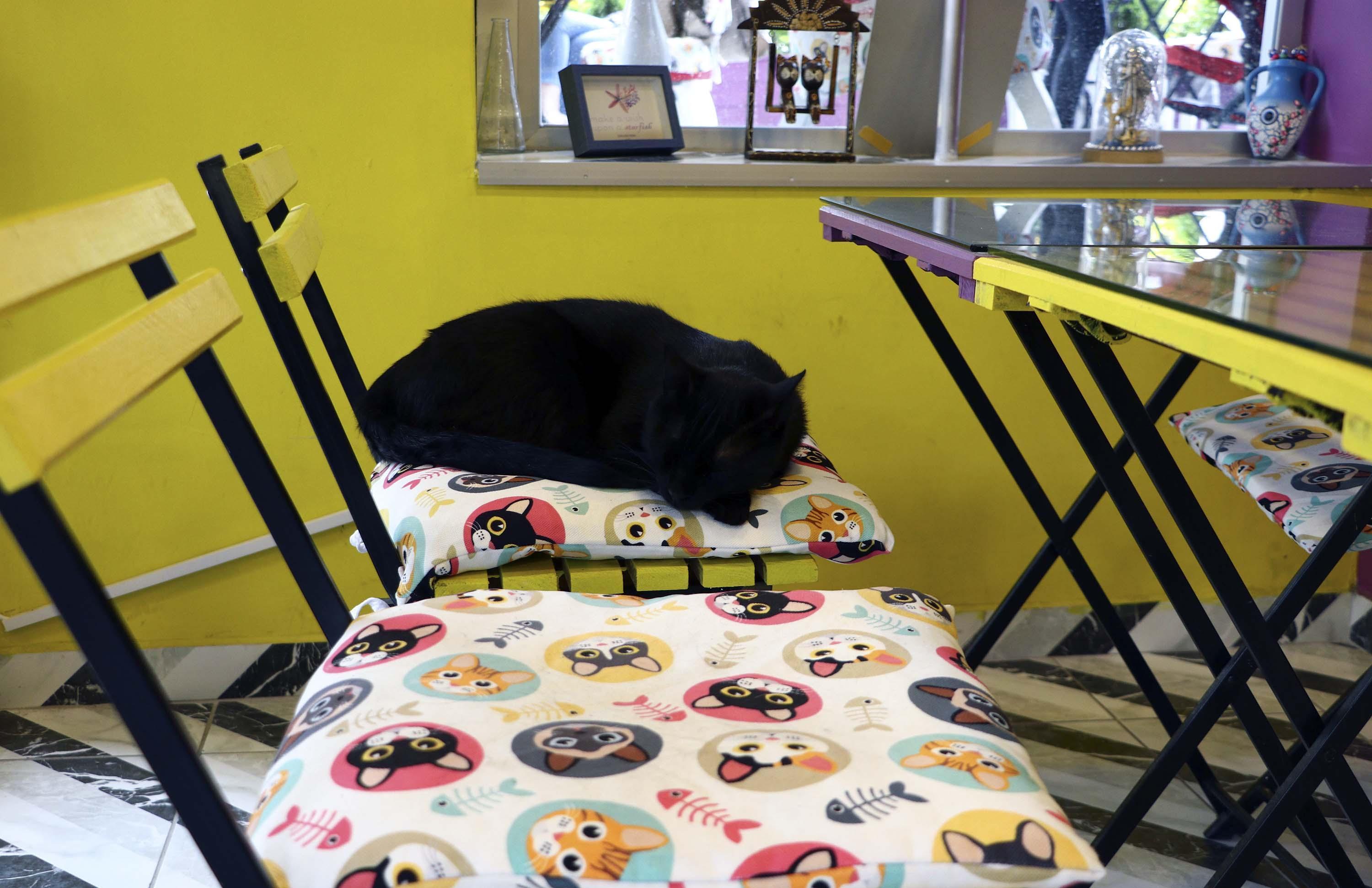 Ankaranın ilk kedi kafesi yeniden kapılarını açtı