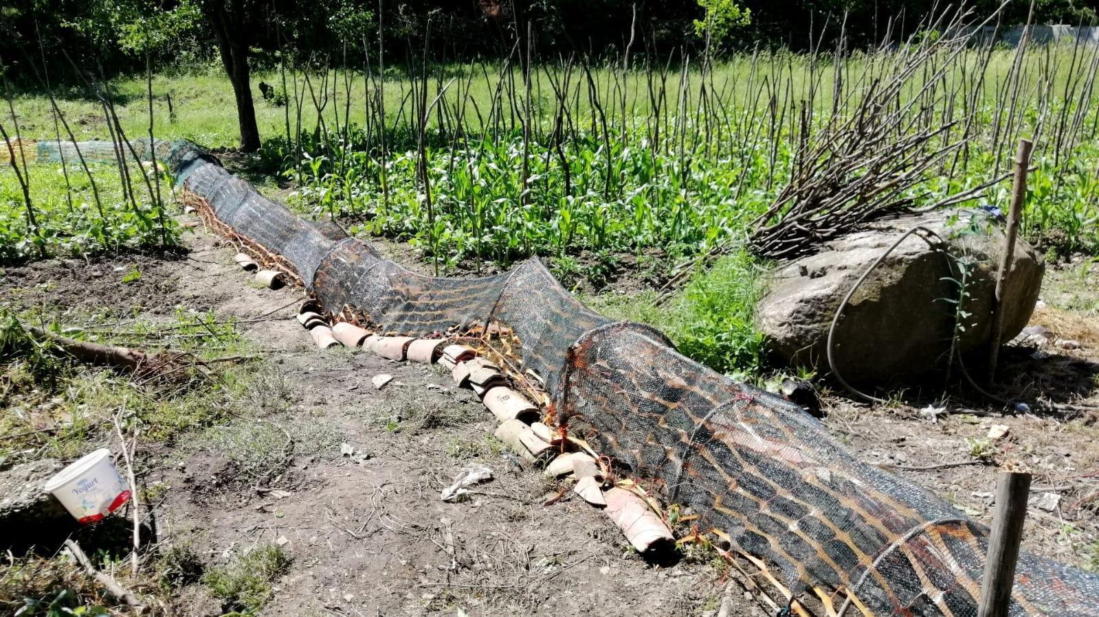 Sebzelerini tavuk tüneli ile koruyor