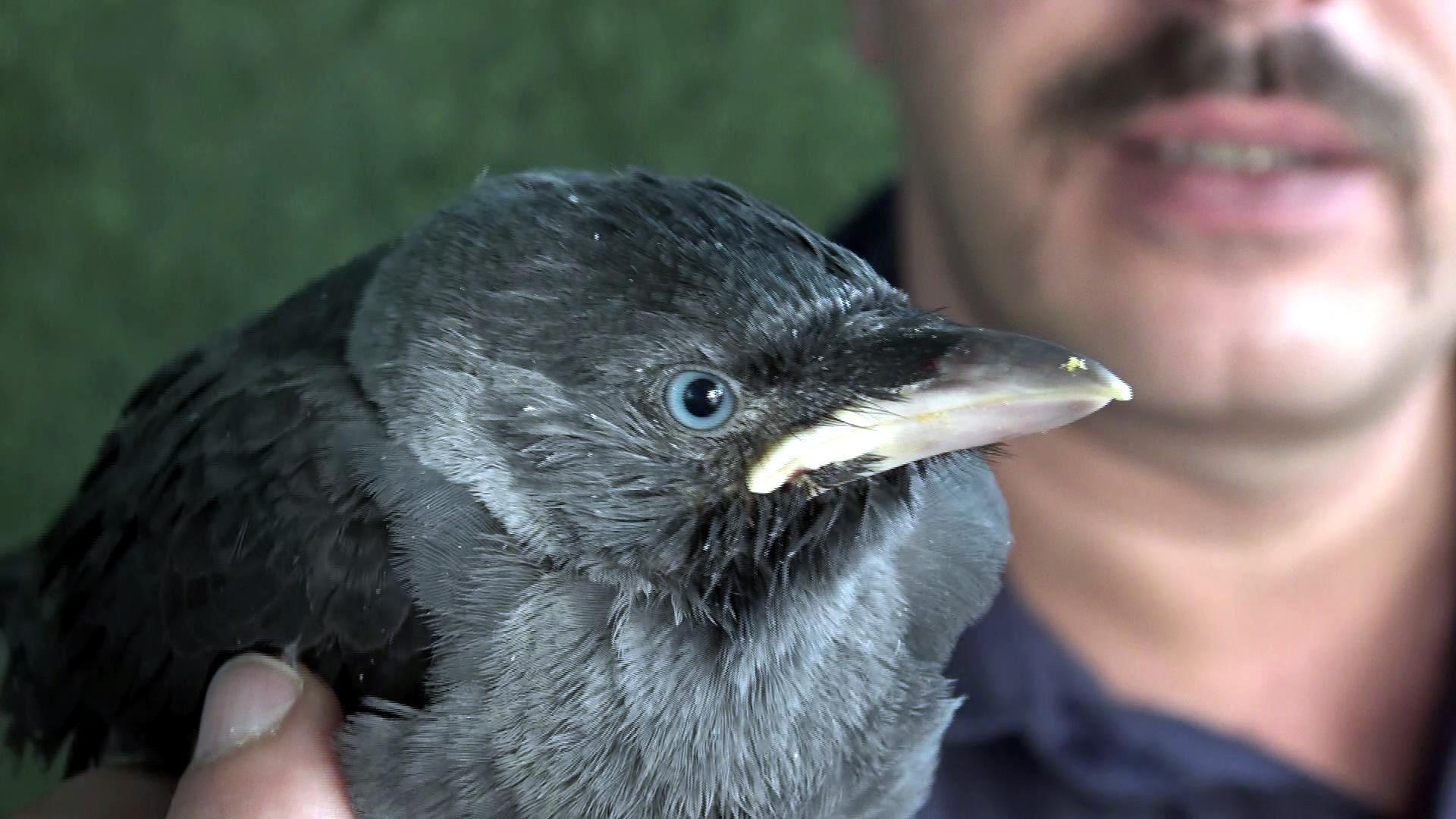 Yavru kuzgun kendisini kurtaran itfaiyeciden ayrılmıyor