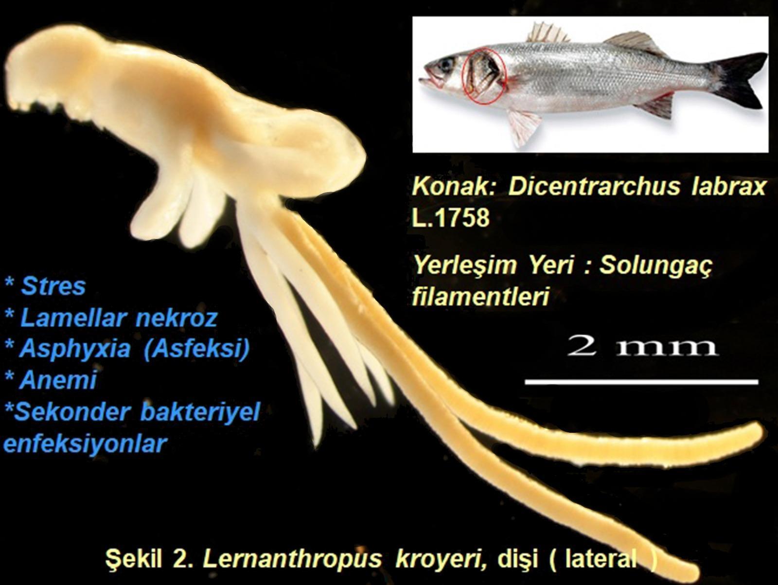 Balık kenesi parazit taşıyıcısı çıktı; levrek üretimi tehlikede