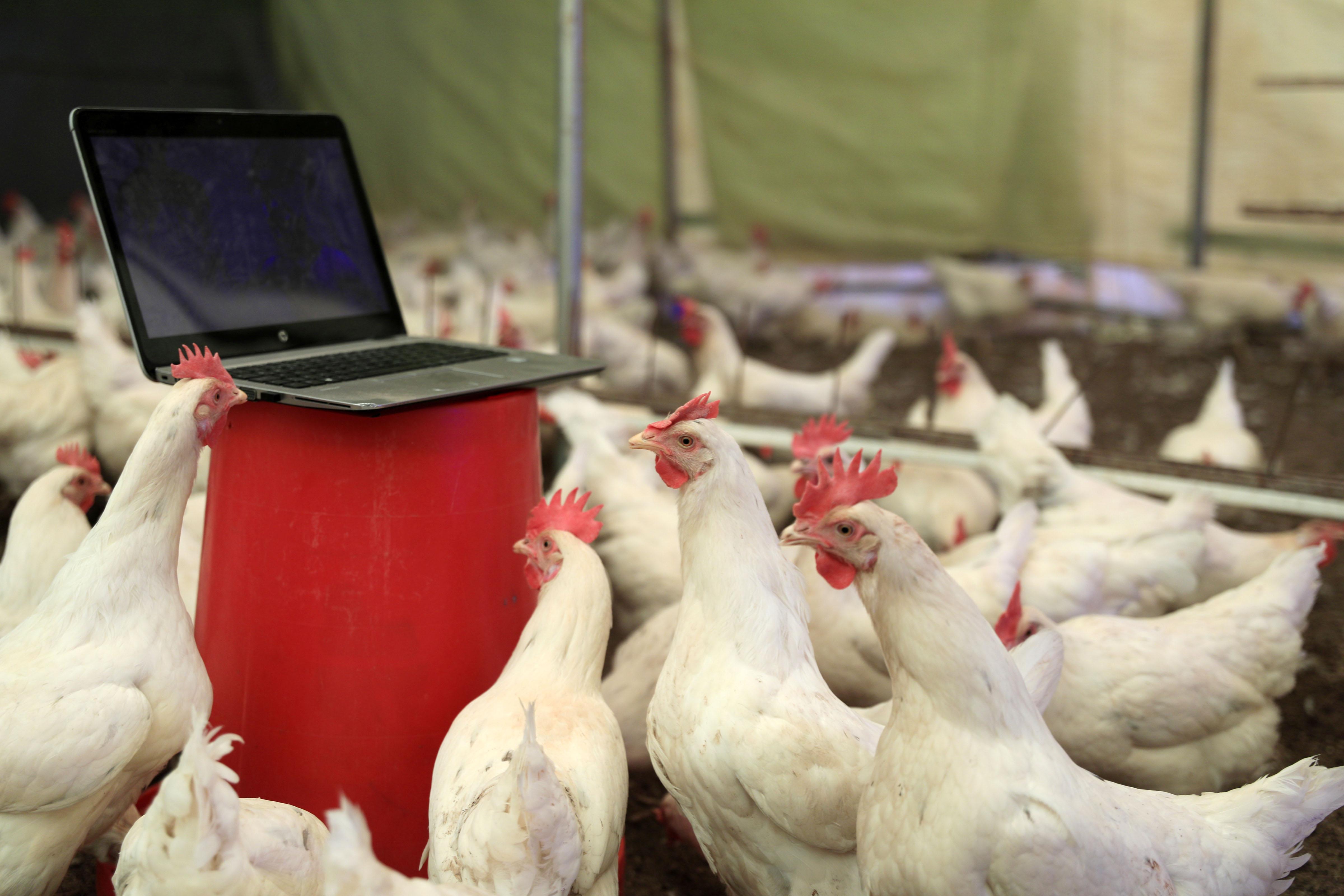 Tavuklar için opera sanatçısına klasik müzik repertuvarı hazırlattı