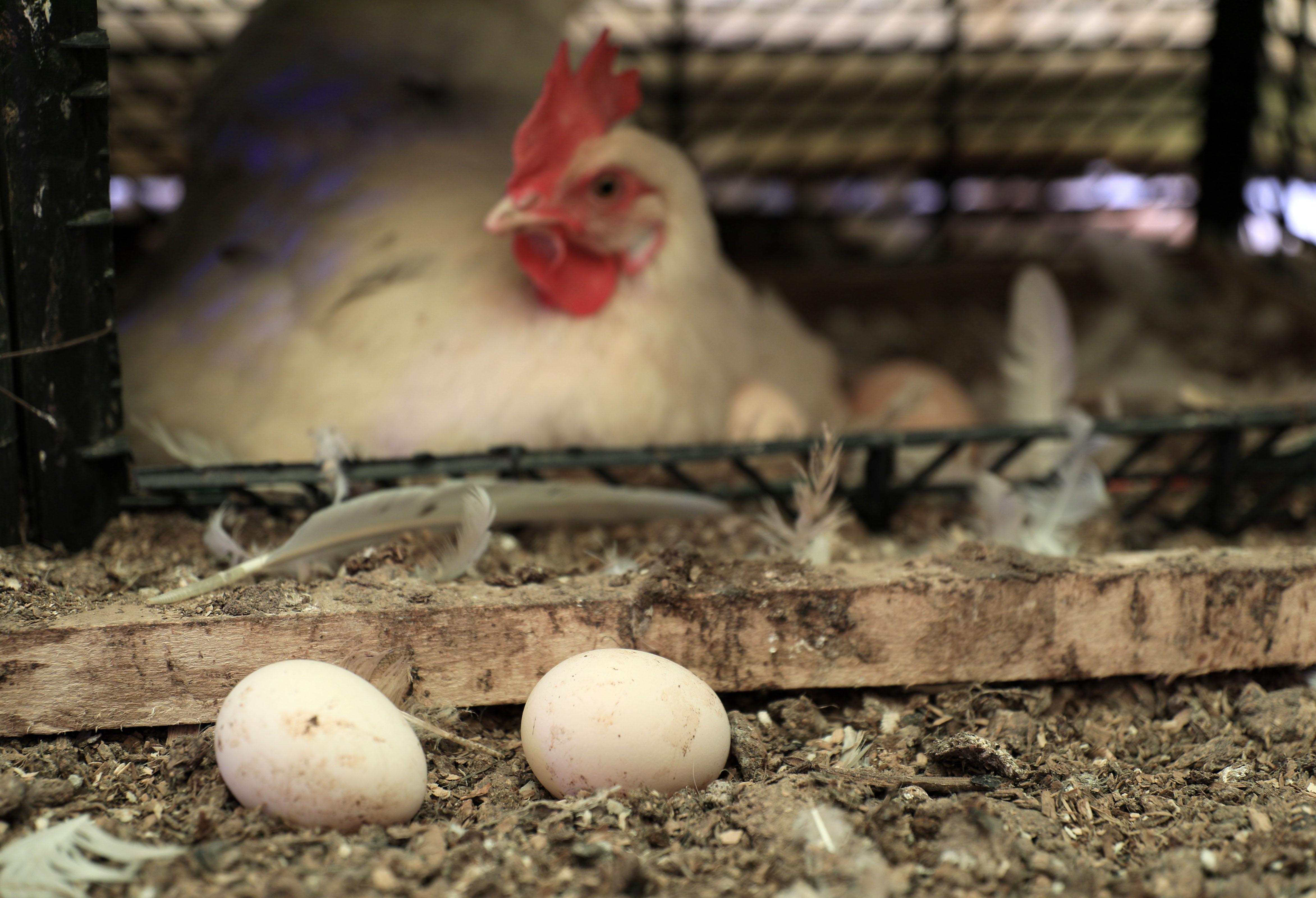 Tavuklar için opera sanatçısına klasik müzik repertuvarı hazırlattı