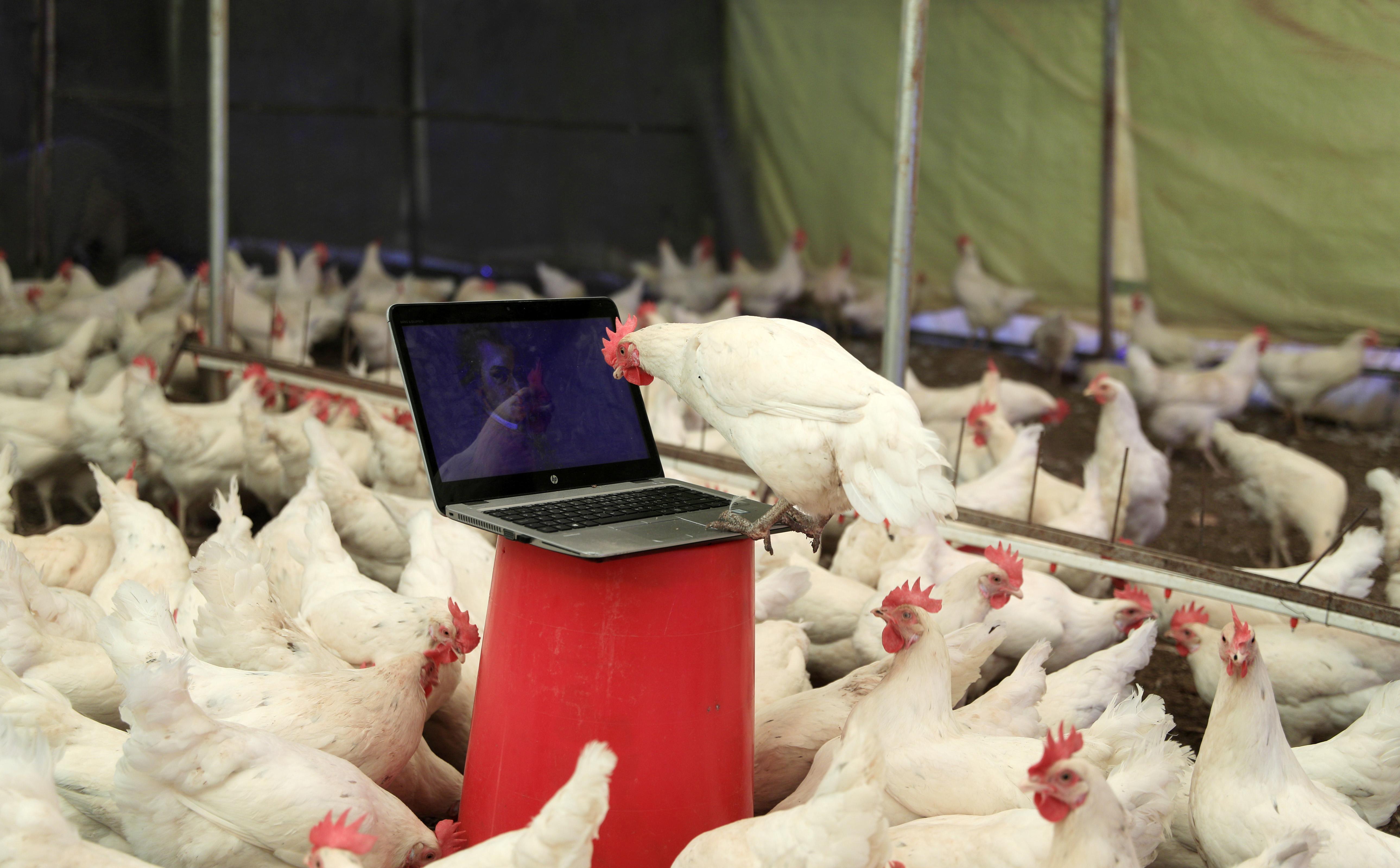 Tavuklar için opera sanatçısına klasik müzik repertuvarı hazırlattı