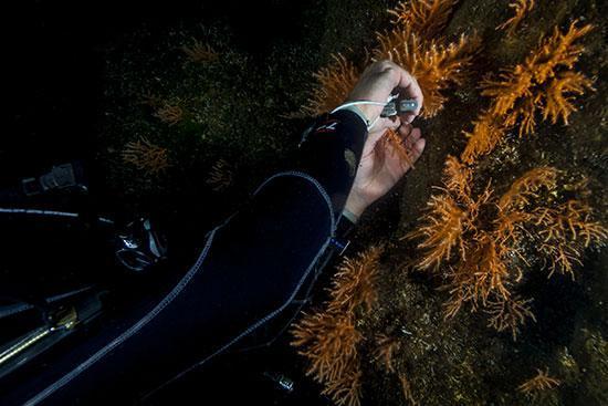 DP World Yarımcadan Mercanları koruma projesi