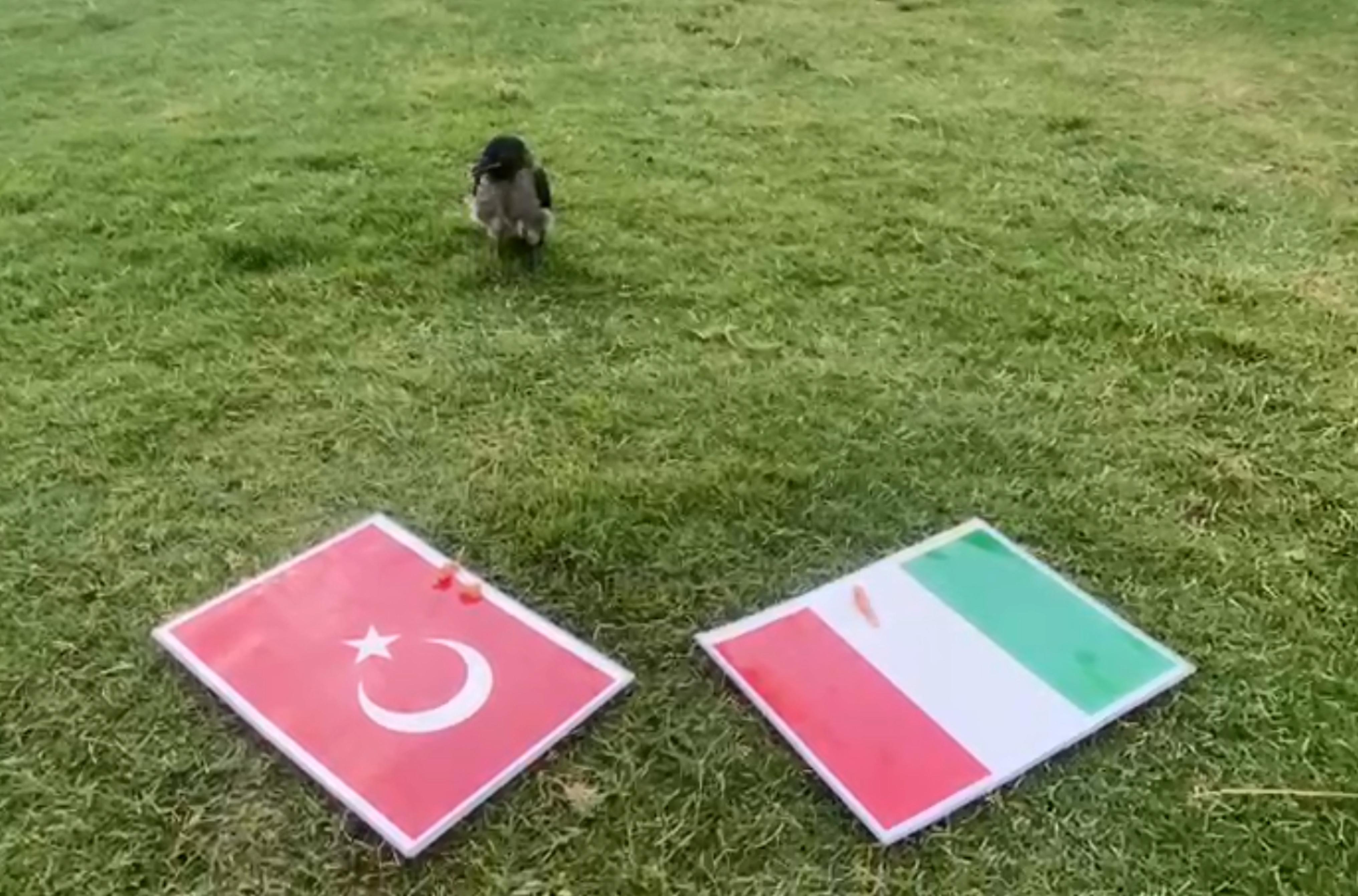 Karga Didonun tahmini Türkiye