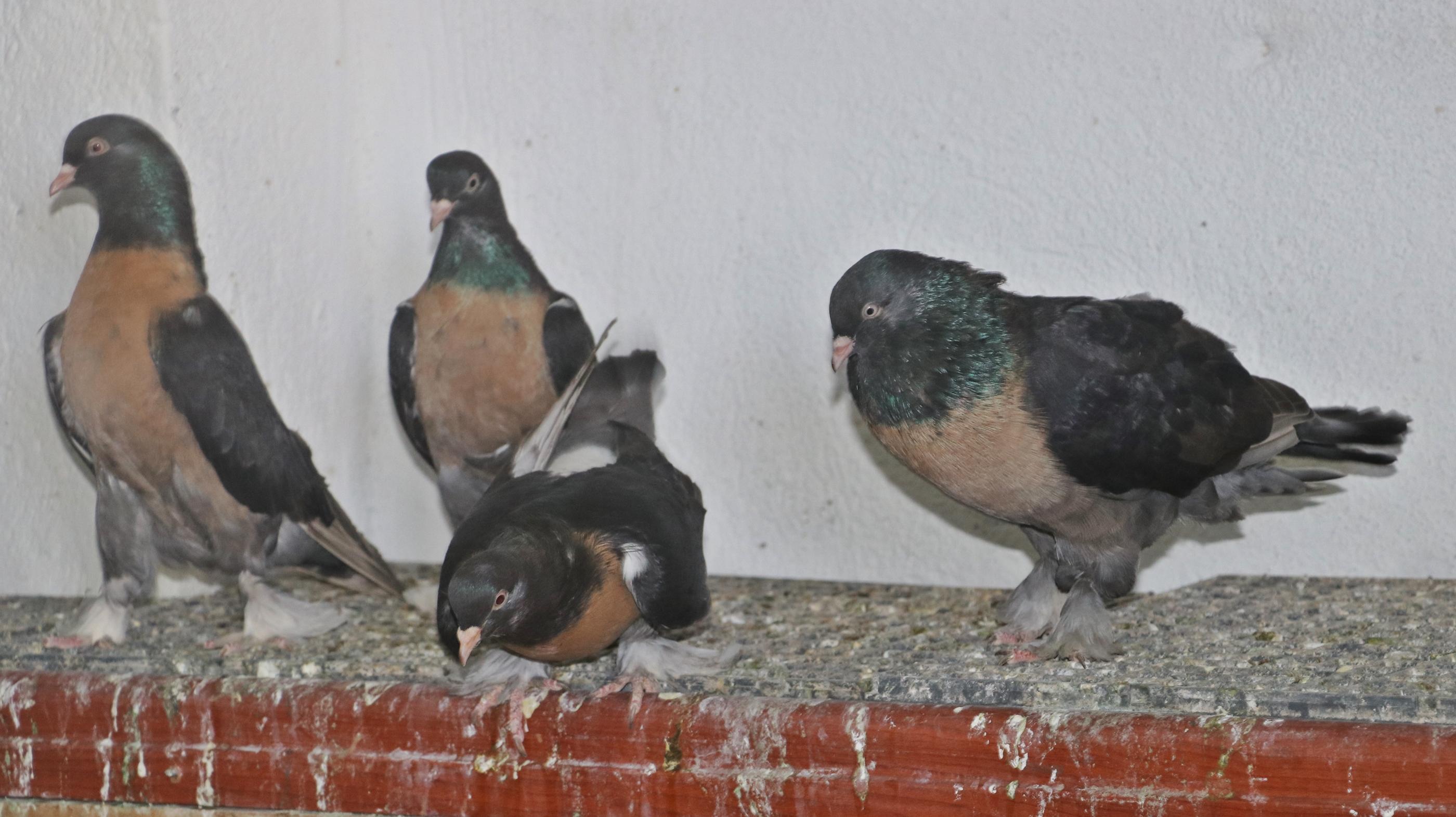 Güvercinleri için 40 bin TLye oda yaptırdı; yemlerine yılda 20 bin TL harcıyor