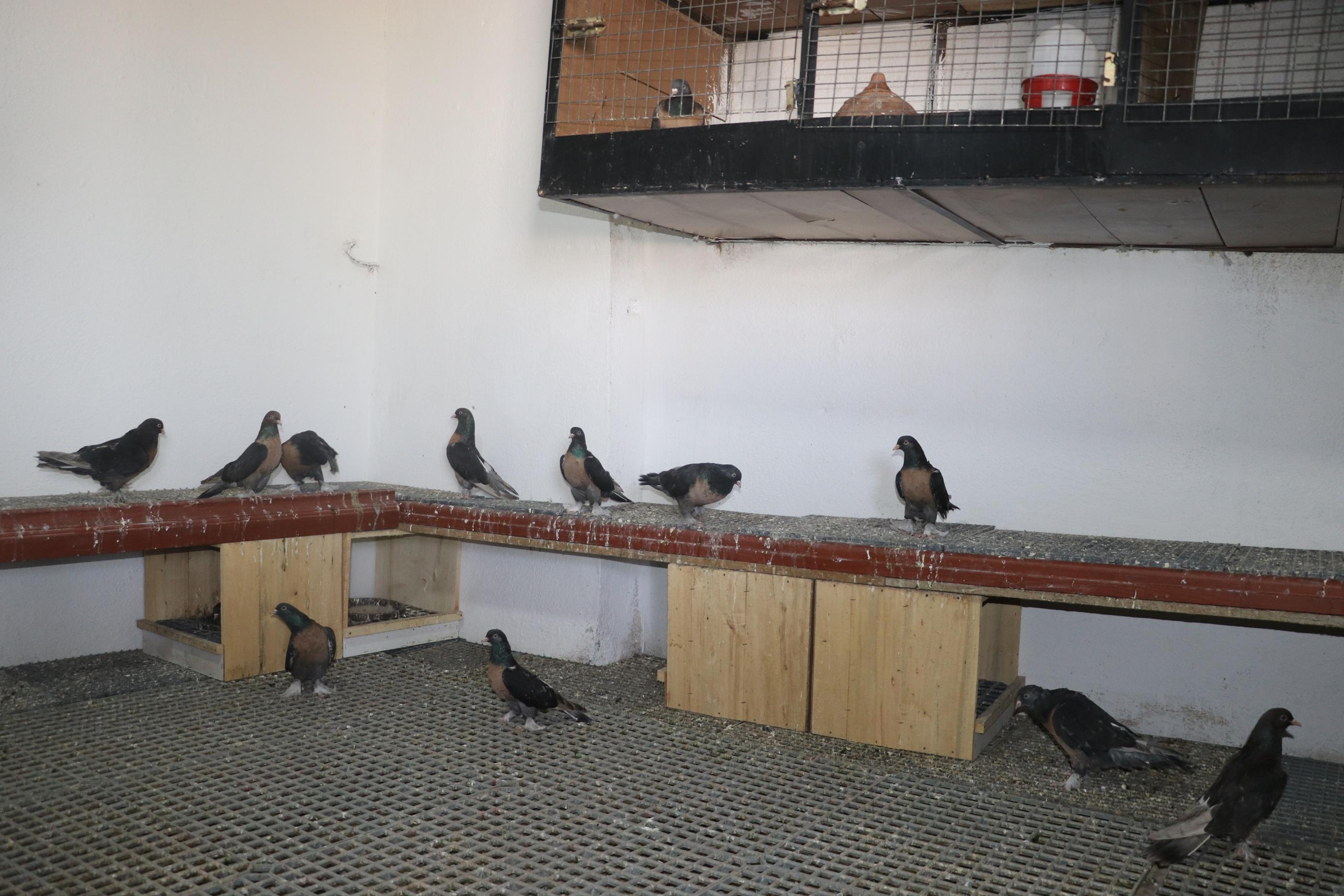 Güvercinleri için 40 bin TLye oda yaptırdı; yemlerine yılda 20 bin TL harcıyor