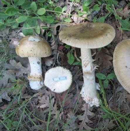 Prof. Dr. Türkekuldan ikiz mantar uyarısı