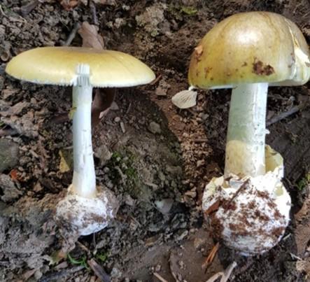 Prof. Dr. Türkekuldan ikiz mantar uyarısı