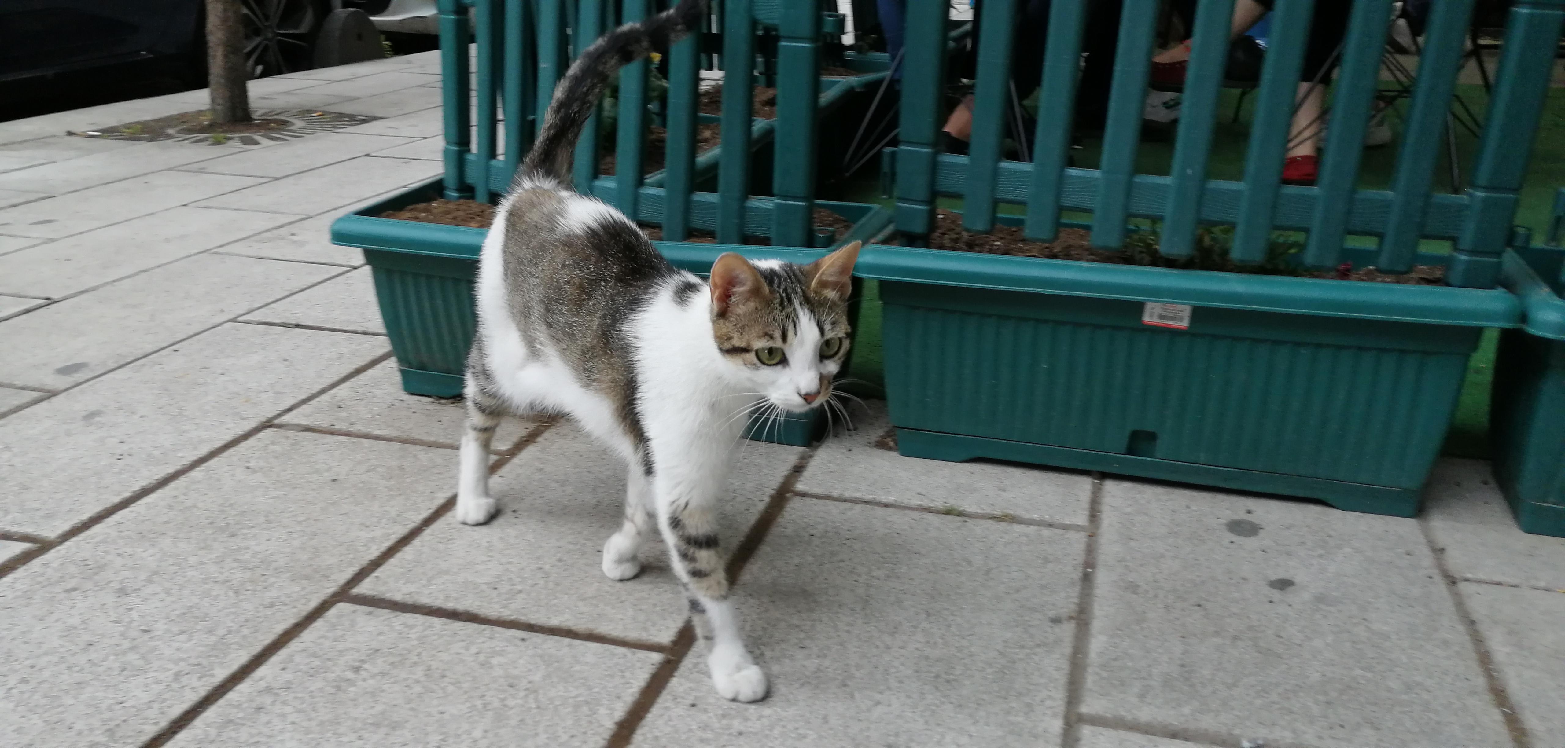 Küçükçekmecede kedi yediğini itiraf eden Japon vatandaşı sınır dışı edilecek