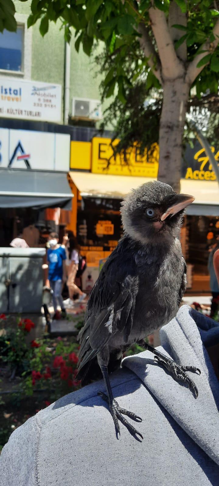 4 aydır beslediği karga yavrusu omzundan inmiyor