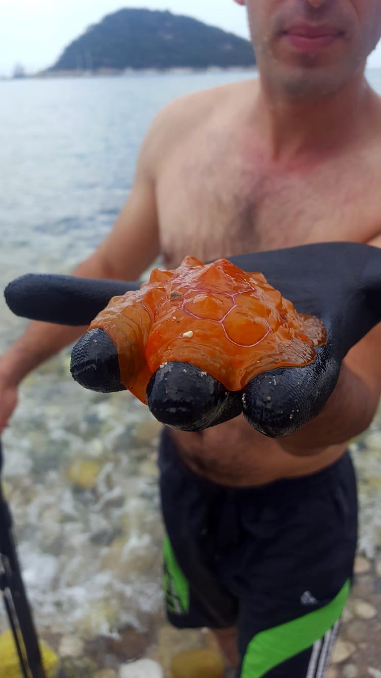 Poşet sanılan deniz canlısı, nadir görülen kaplumbağa salyangozuymuş