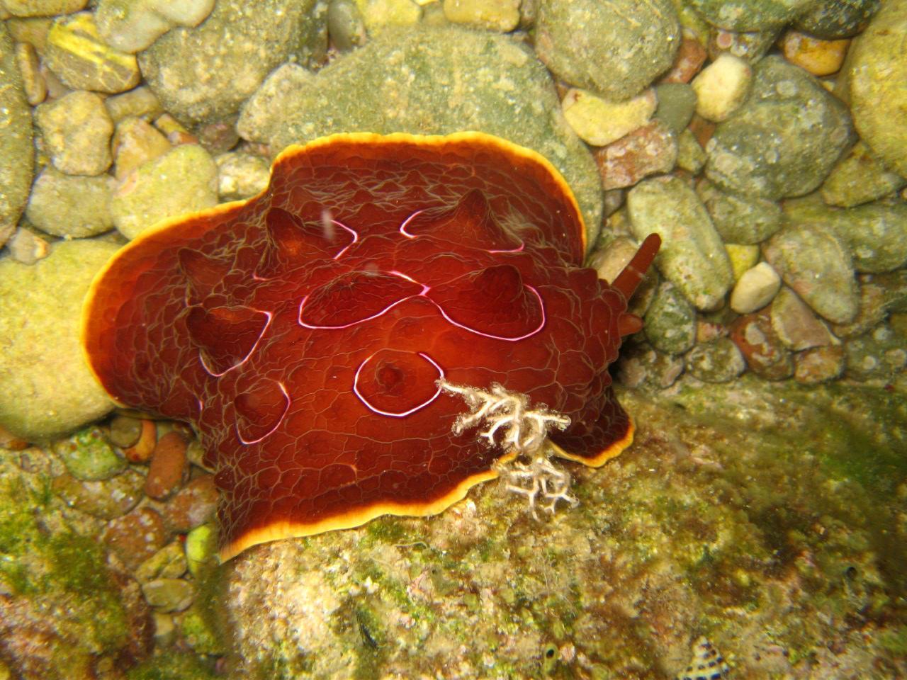 Poşet sanılan deniz canlısı, nadir görülen kaplumbağa salyangozuymuş