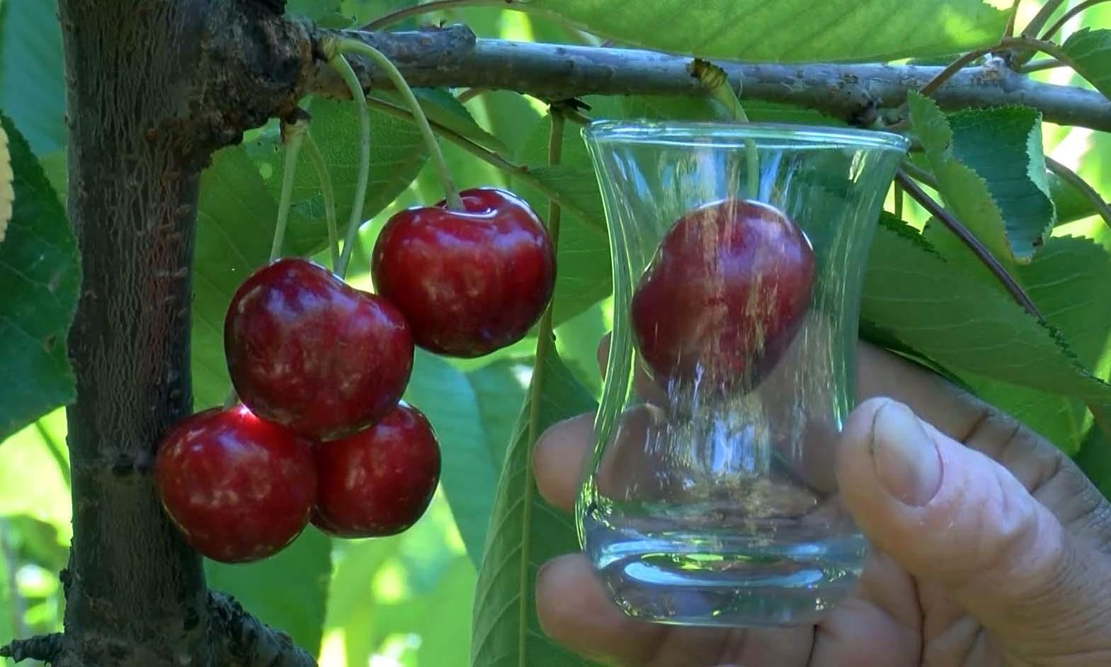 Turkeys ‘Lapseki Giant’ cherries are eaten by the British Royal Family: Farmers say