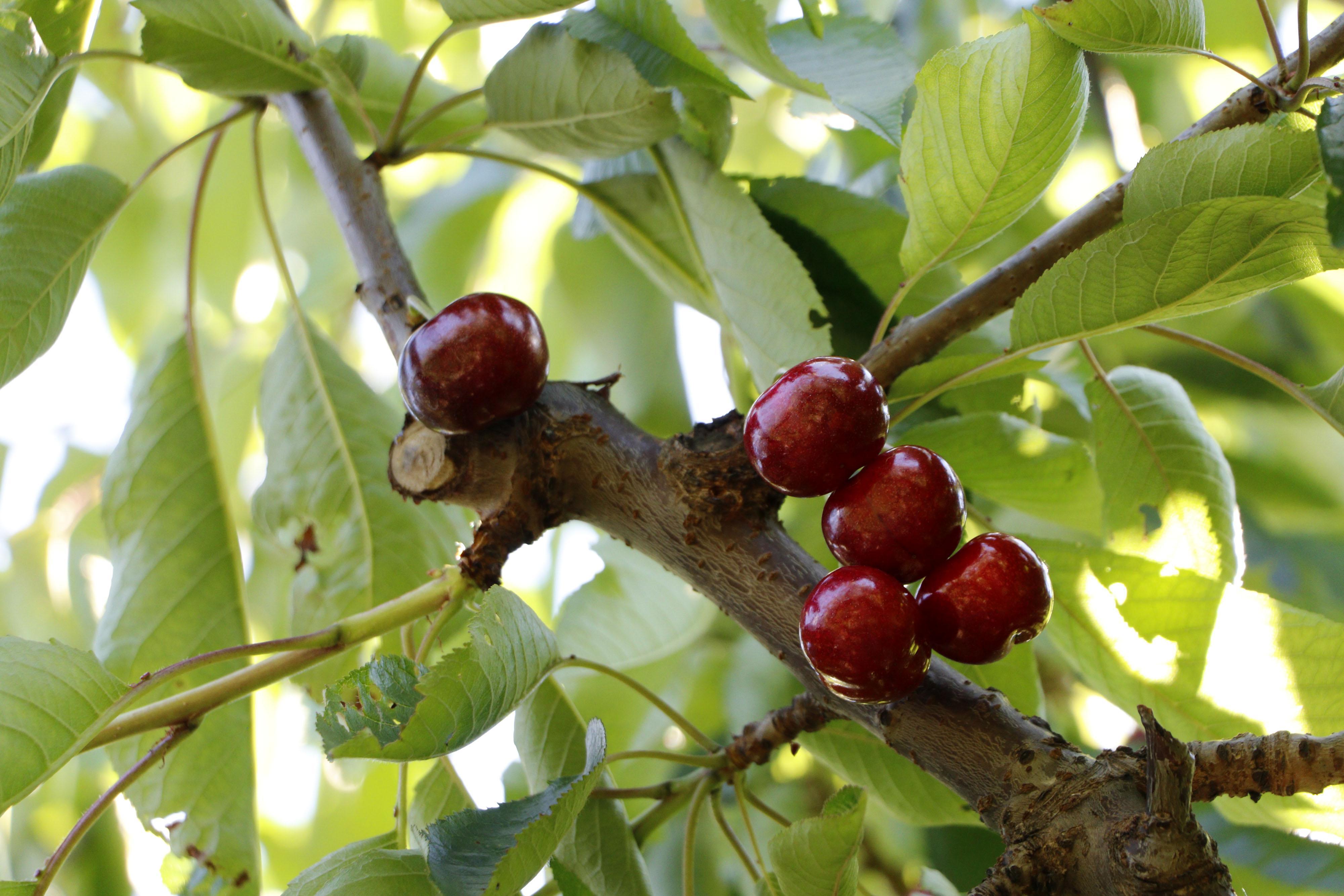 Turkeys ‘Lapseki Giant’ cherries are eaten by the British Royal Family: Farmers say