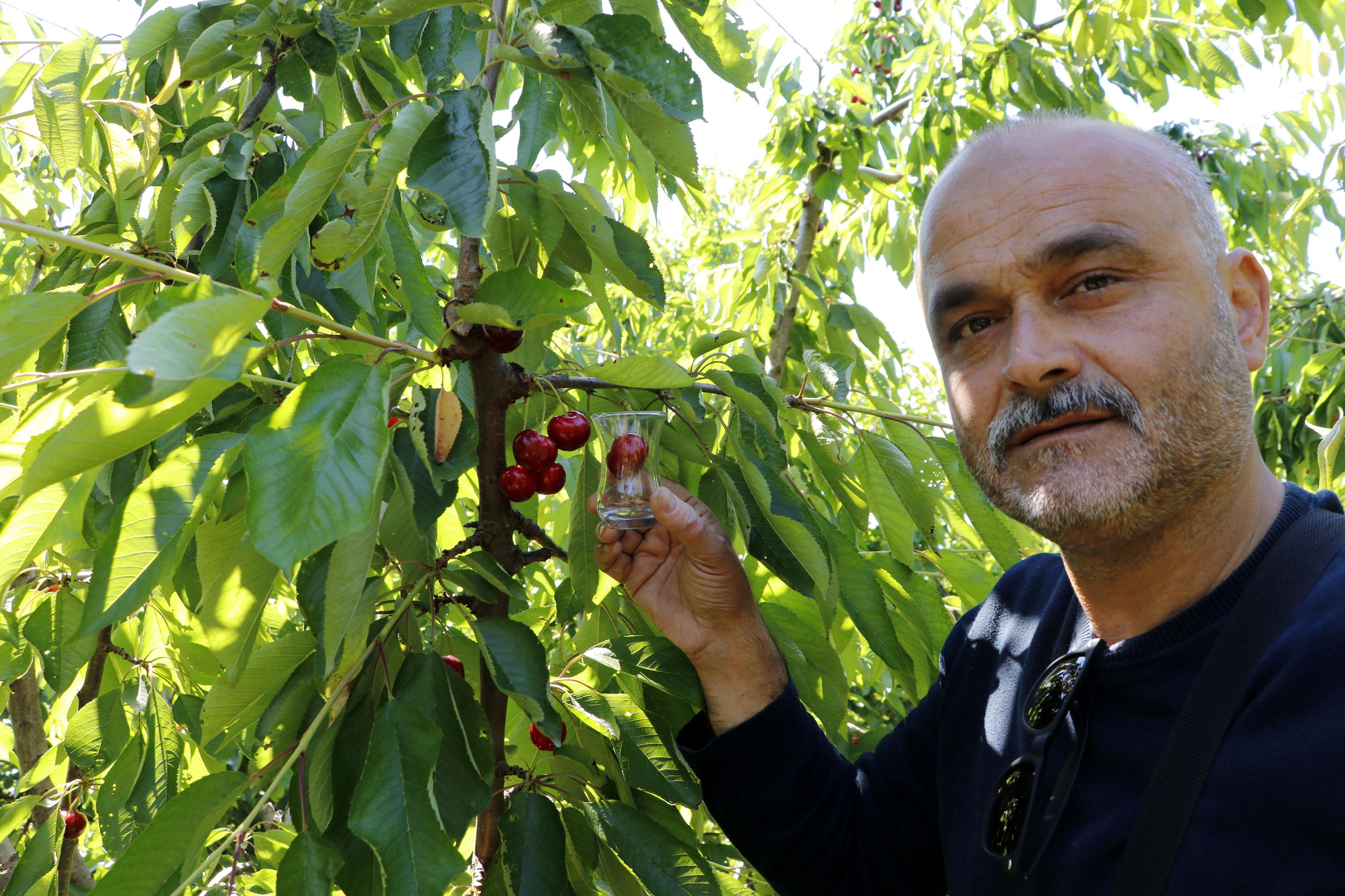 Turkeys ‘Lapseki Giant’ cherries are eaten by the British Royal Family: Farmers say