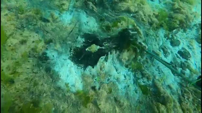 Mucilage cleaning continues in the Sea of Marmara