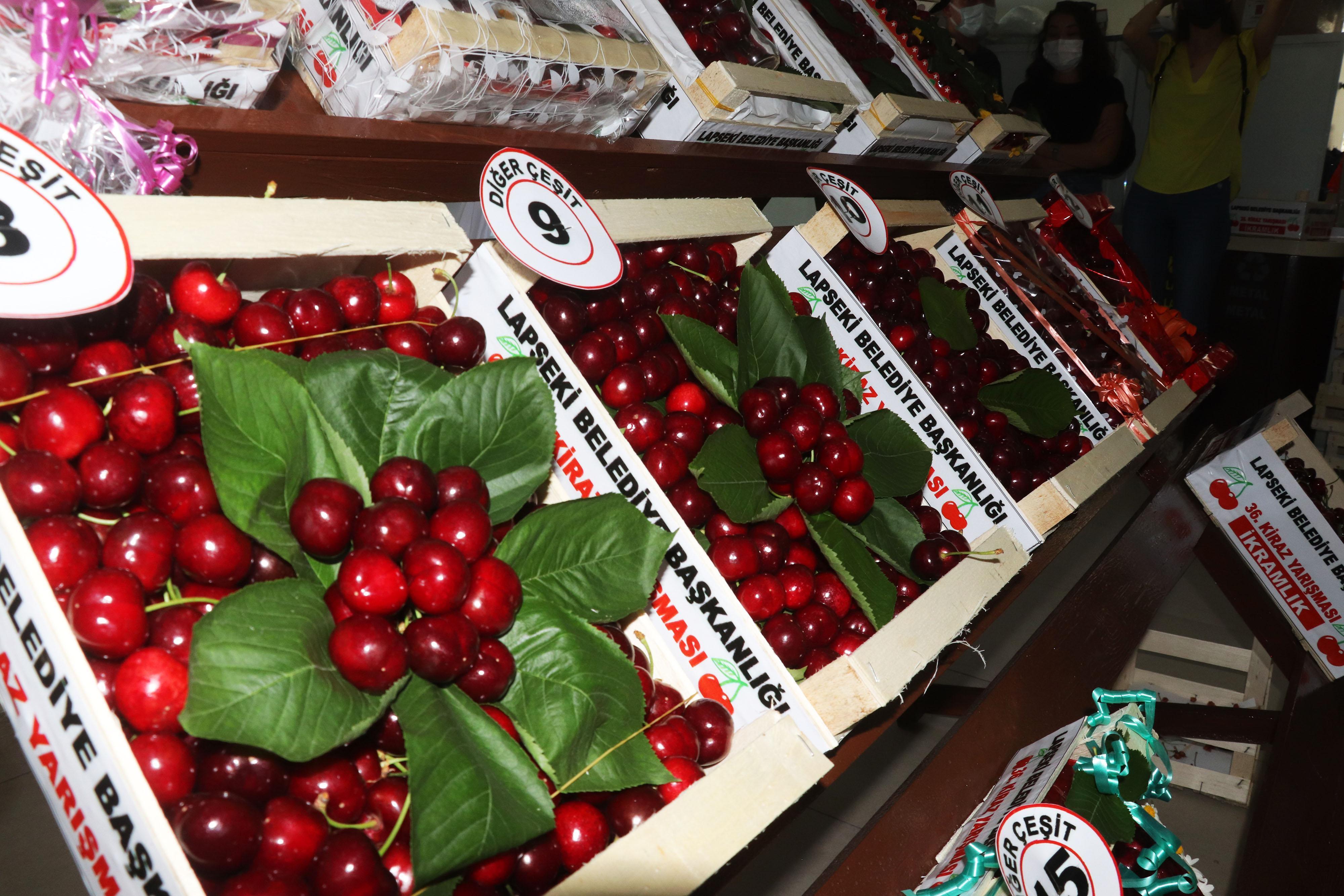 Lapsekinin bardağa sığmayan şampiyon kirazı