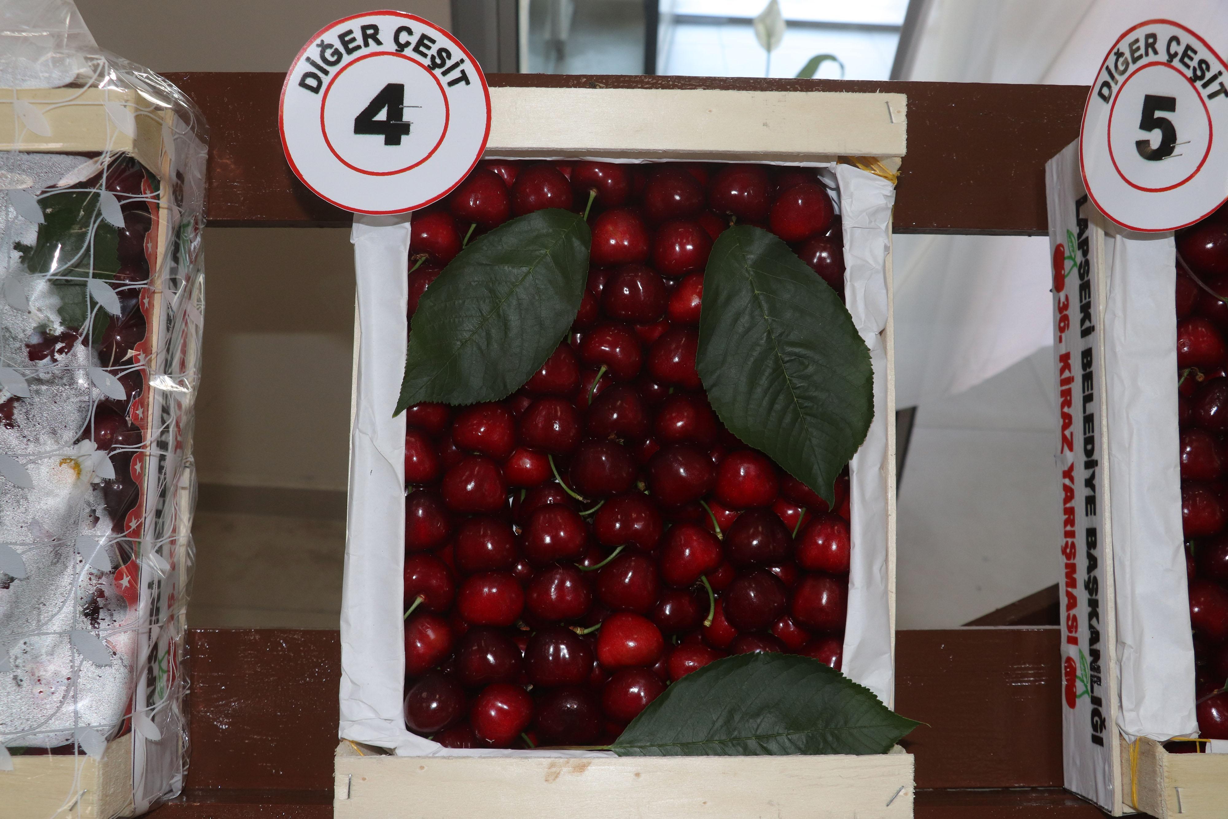 Lapsekinin bardağa sığmayan şampiyon kirazı