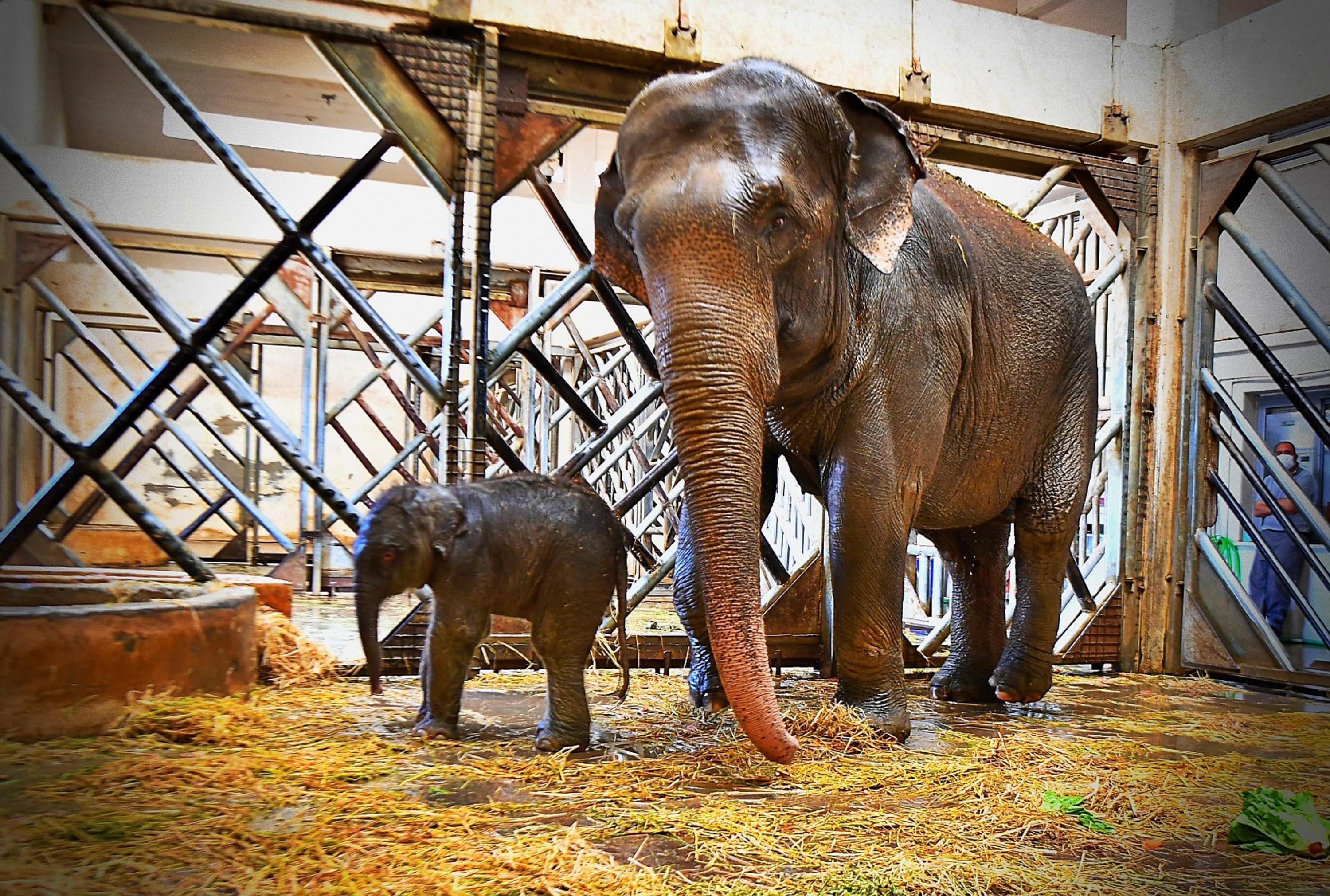 Baby elephant brought joy in Izmir Natural Life Park