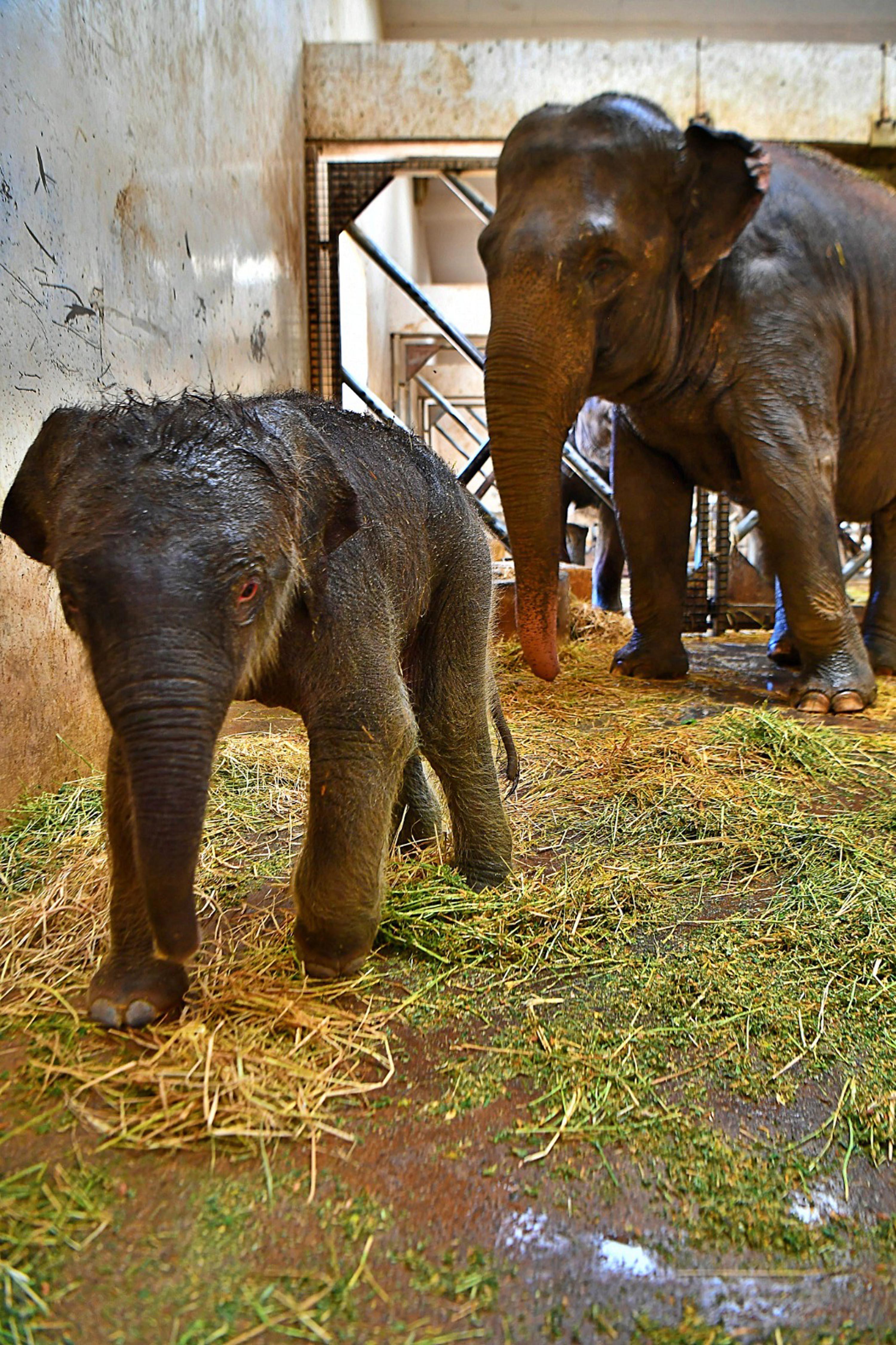 Baby elephant brought joy in Izmir Natural Life Park