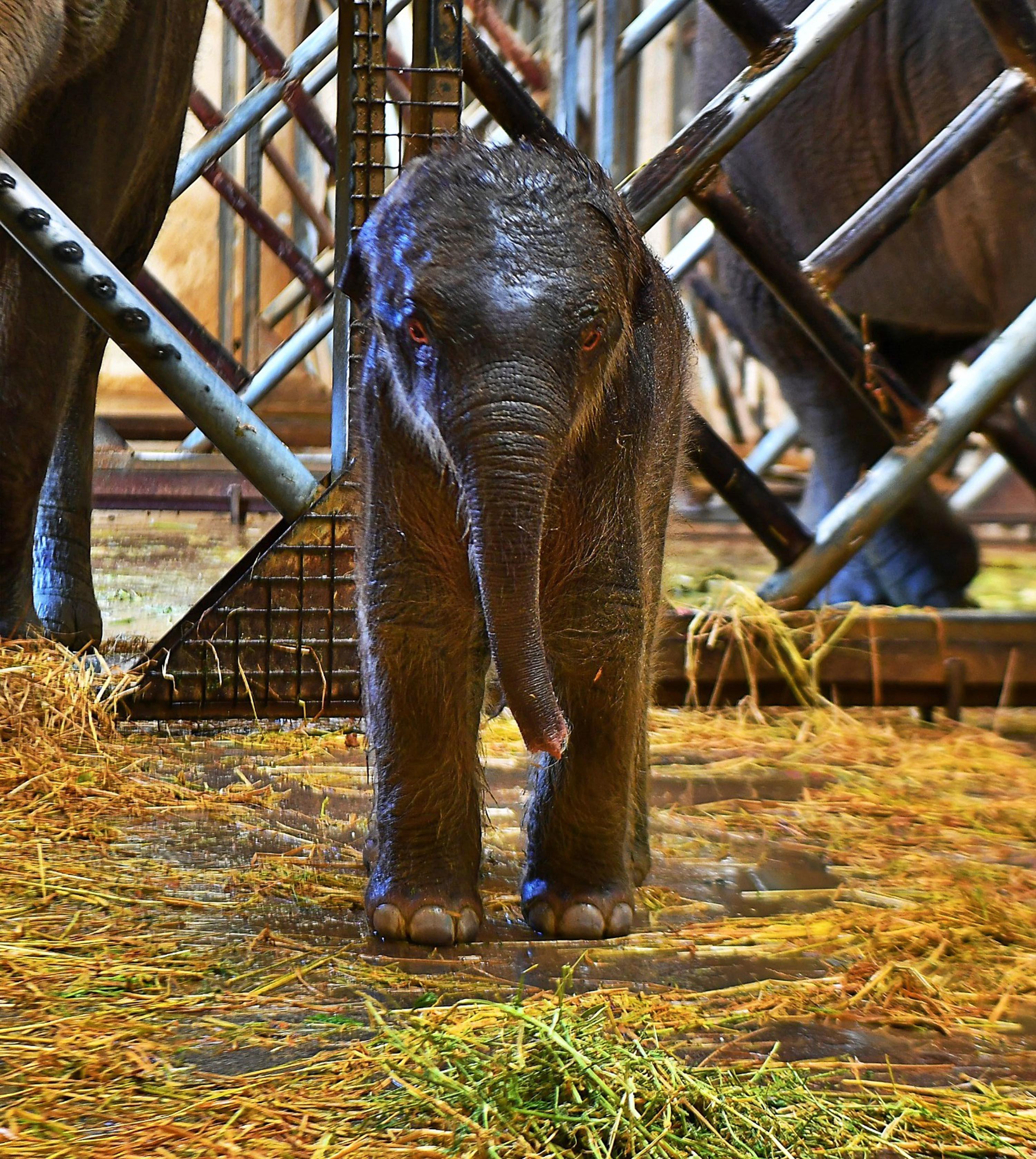 Baby elephant brought joy in Izmir Natural Life Park