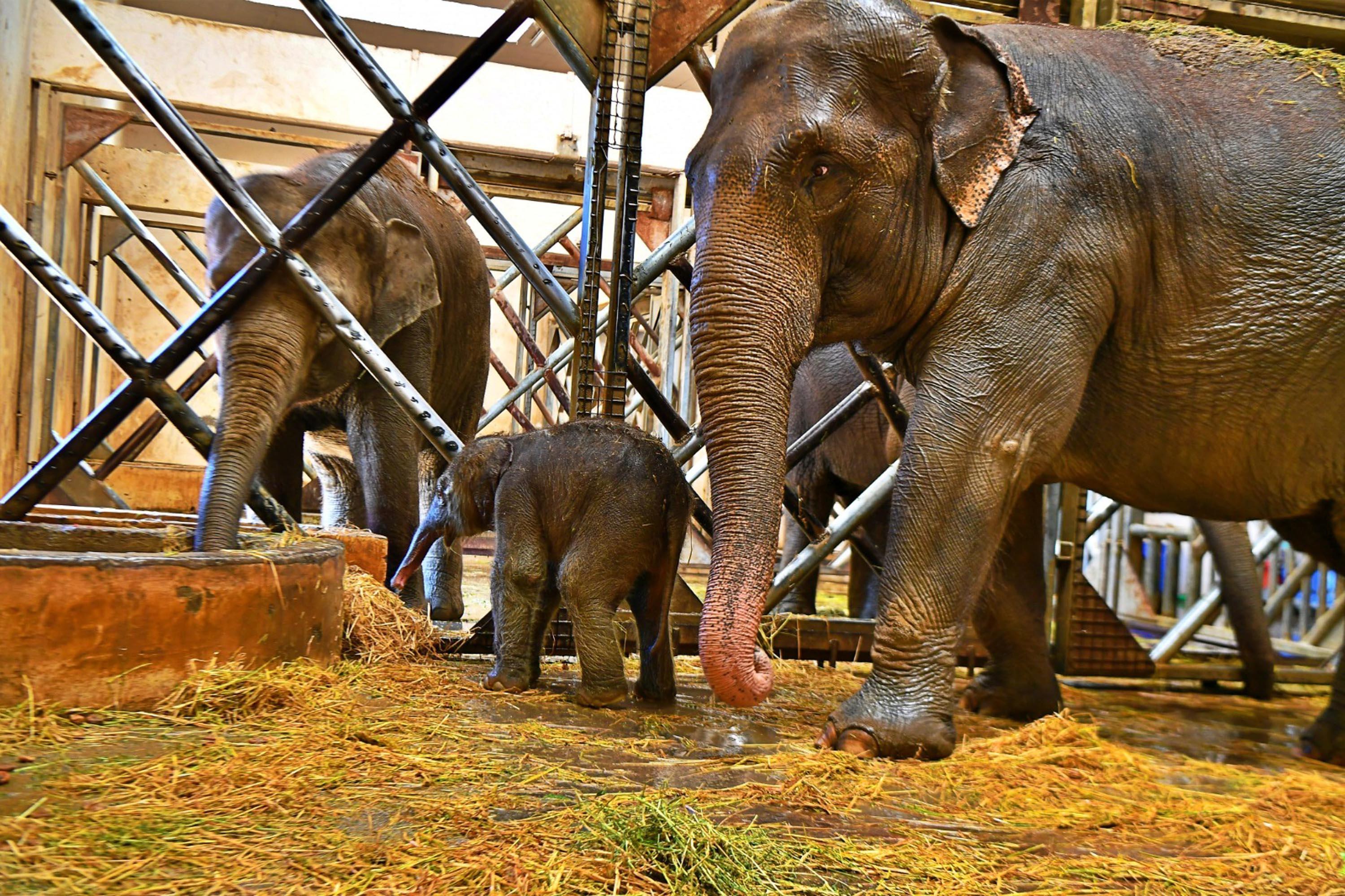 Baby elephant brought joy in Izmir Natural Life Park