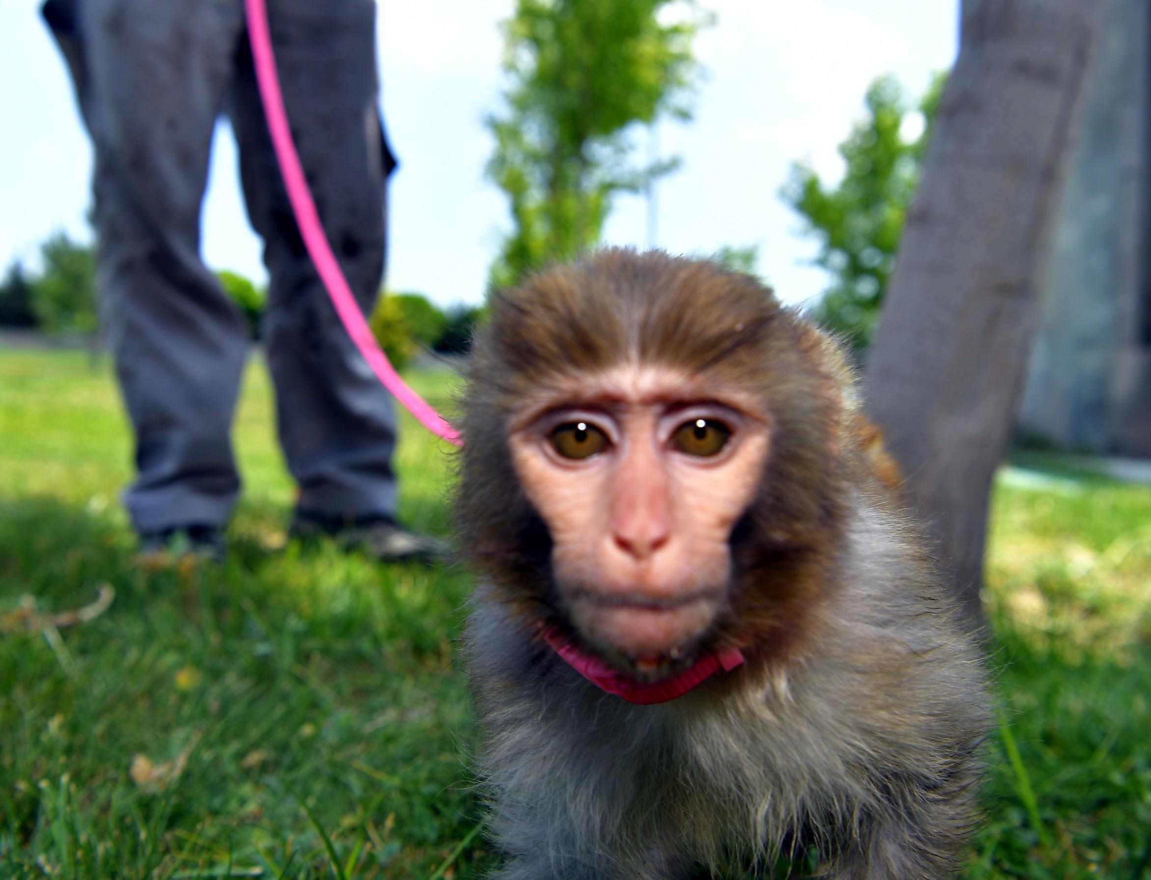 İnşatta bulunan ‘örümcek maymunu’ Kayseri’de korumaya alındı