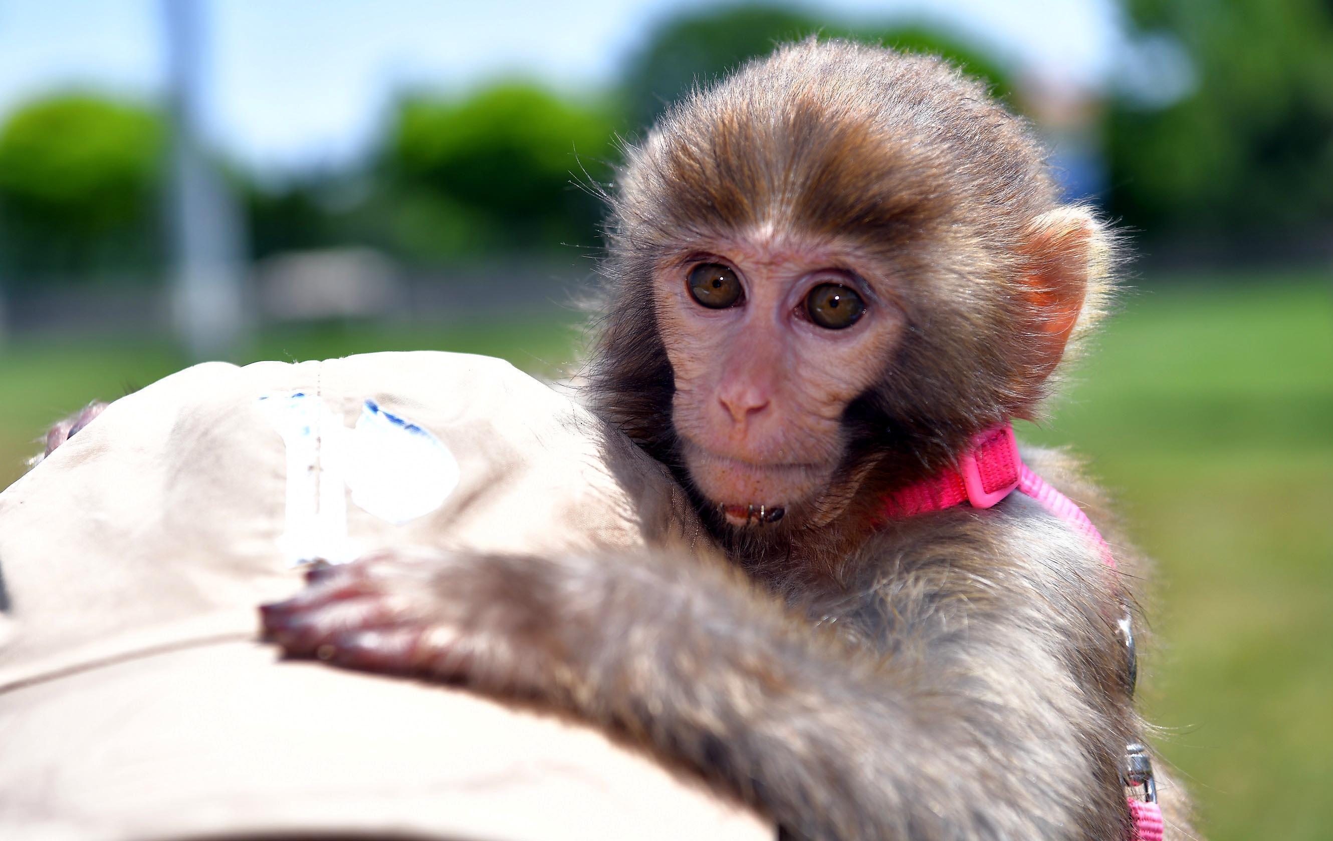 İnşatta bulunan ‘örümcek maymunu’ Kayseri’de korumaya alındı