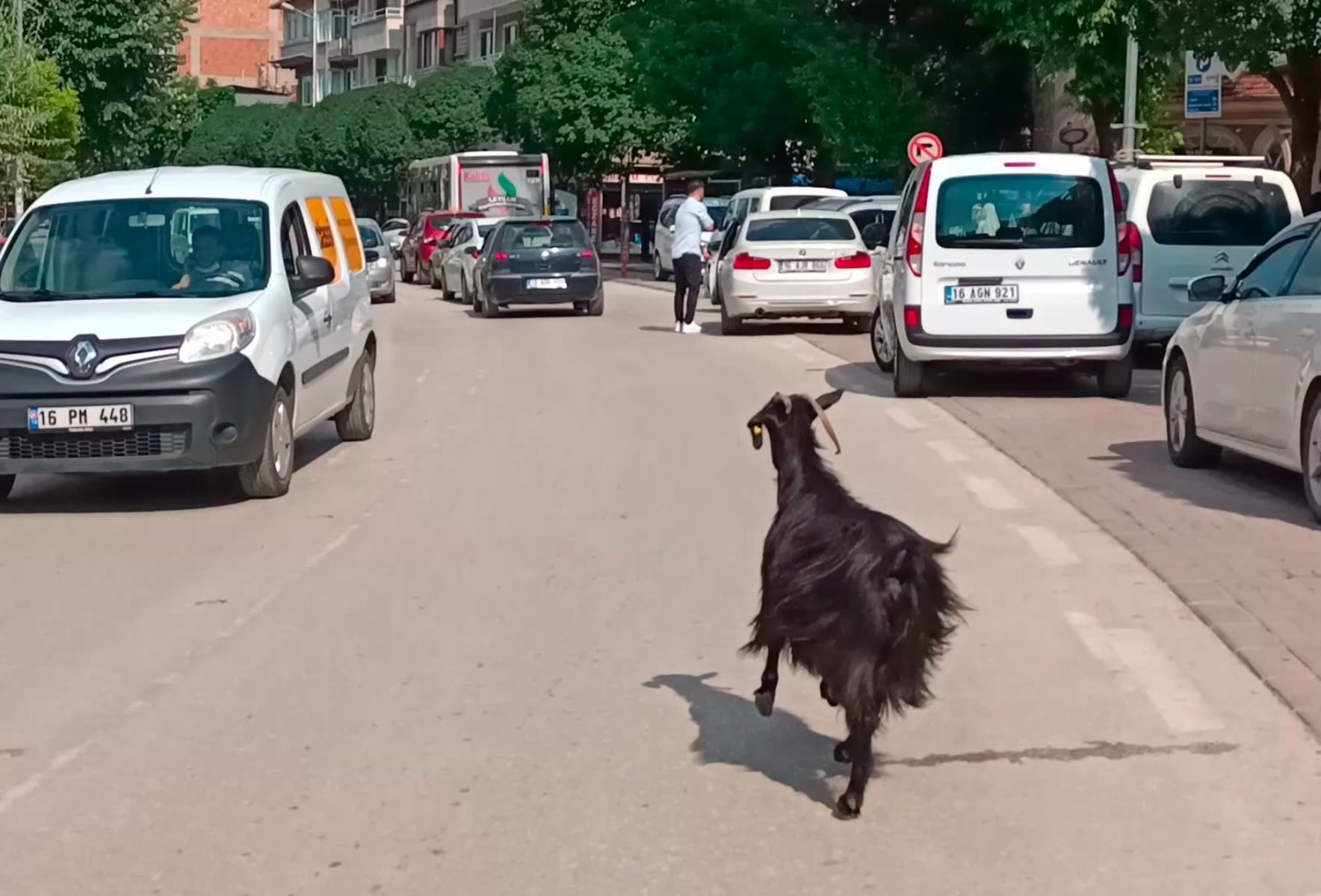 Otomobilden kaçan keçi, trafikte sürücülere zor anlar yaşattı