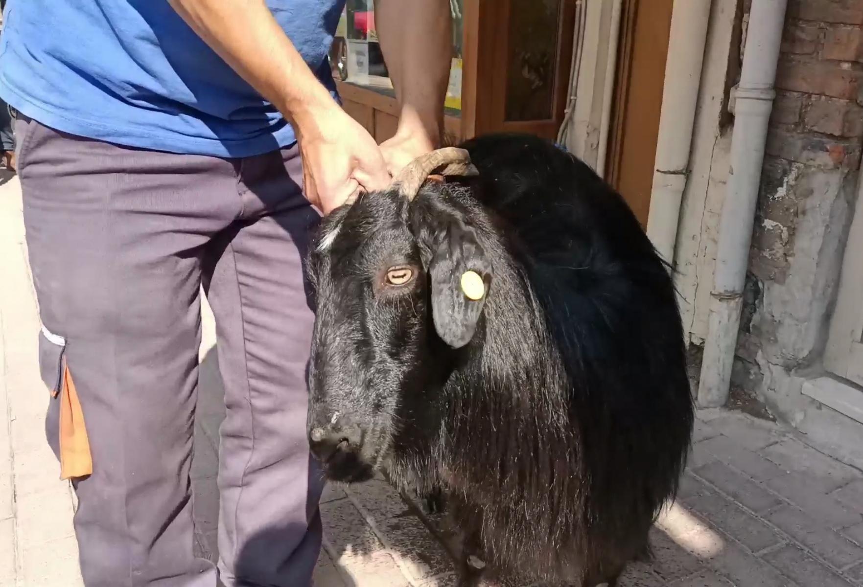 Otomobilden kaçan keçi, trafikte sürücülere zor anlar yaşattı