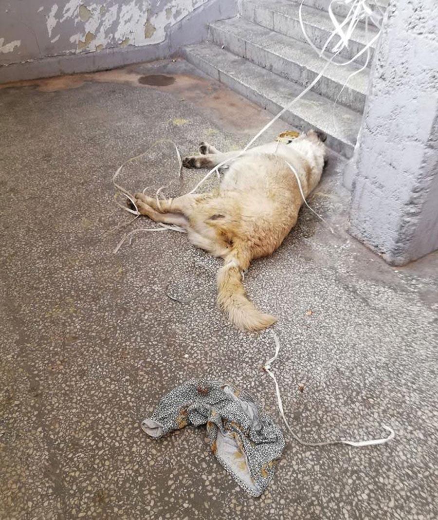 Çolakı yaralayan tetikçi, sokak köpeğini öldürüp tecavüz etmiş