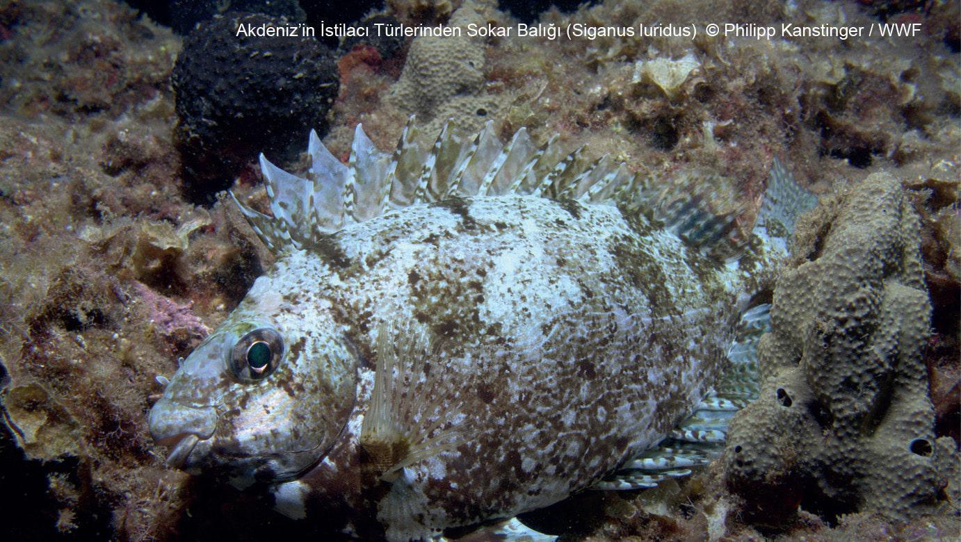 Akdeniz, gezegenin en hızlı ısınan ve en tuzlu denizi haline geldi