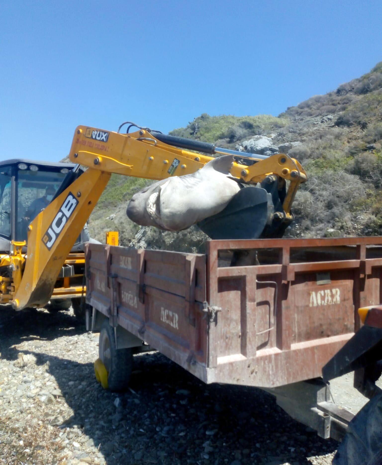 Datça sahiline gebe köpek balığı vurdu