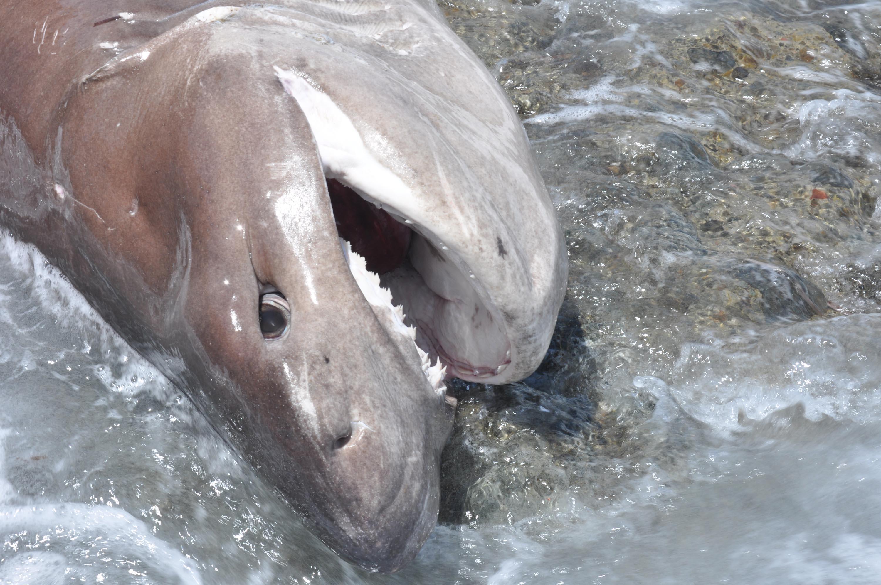 Datça sahiline gebe köpek balığı vurdu