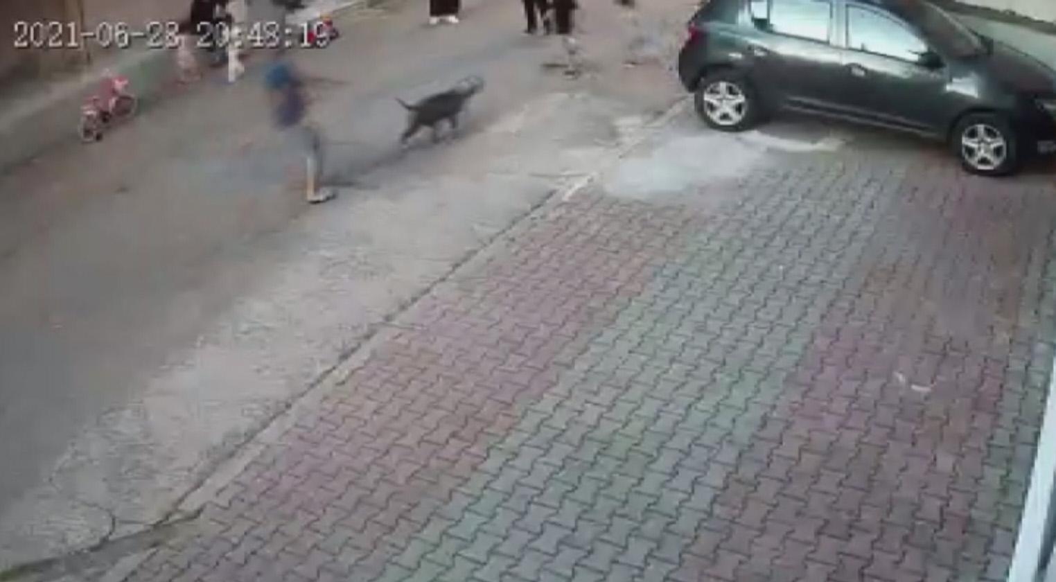 İstanbulda pitbullun çocuğa saldırdığı dehşet anları güvenlik kamerasında