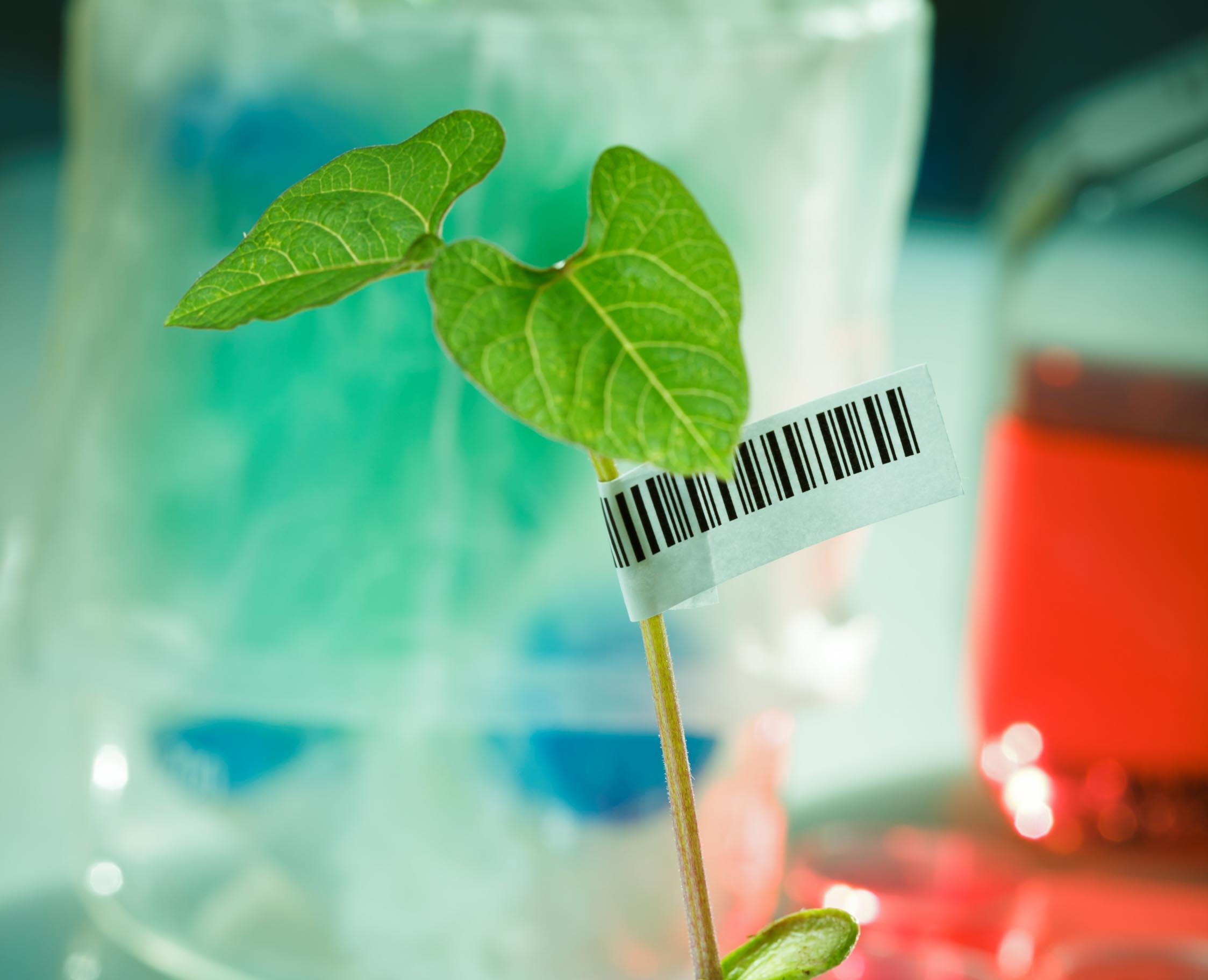 DNA Barkodlama yöntemiyle bitkilere kimlik veriliyor